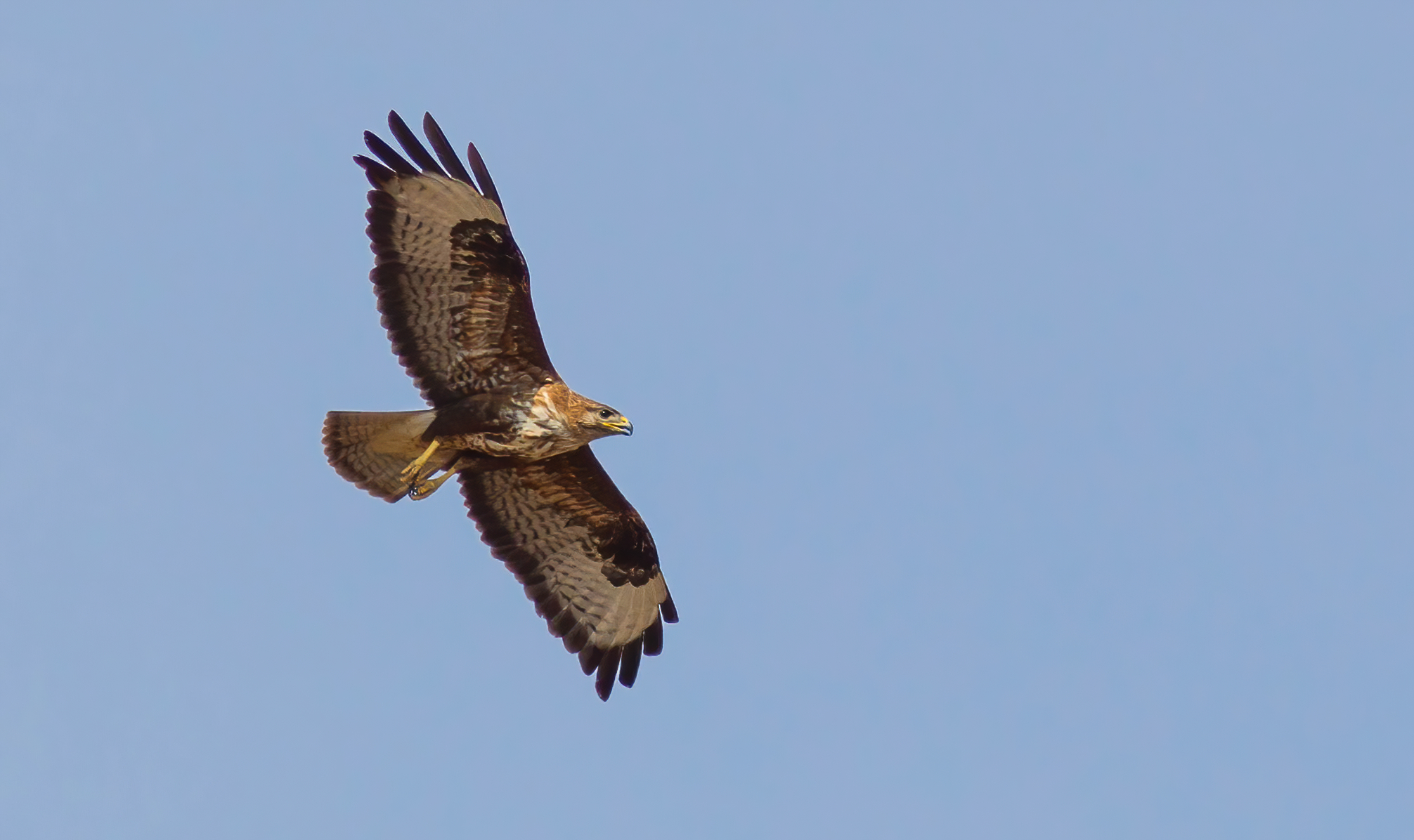 Buzzard