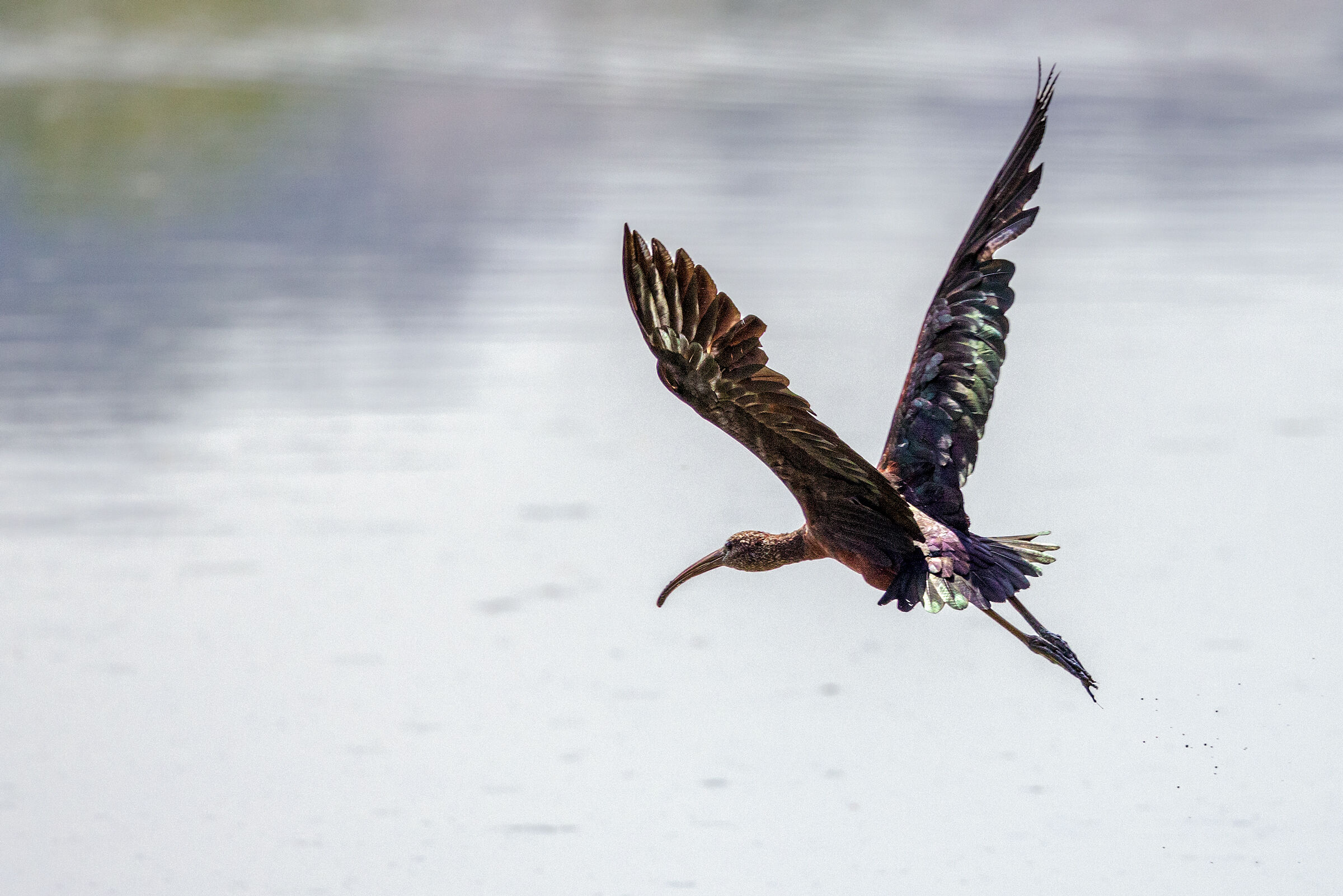 Mignattaio in flight n.2
