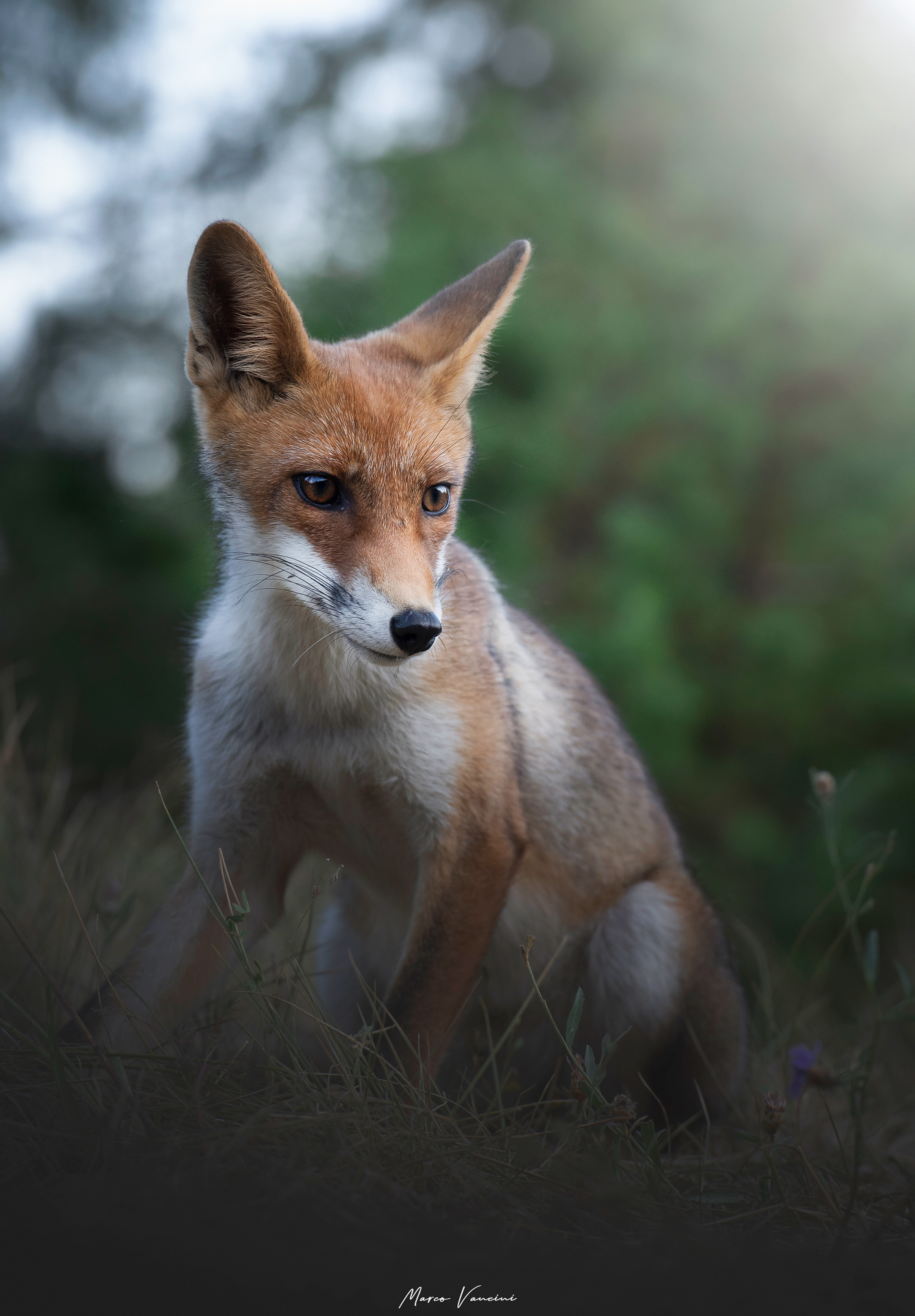 Ritratto alla volpe