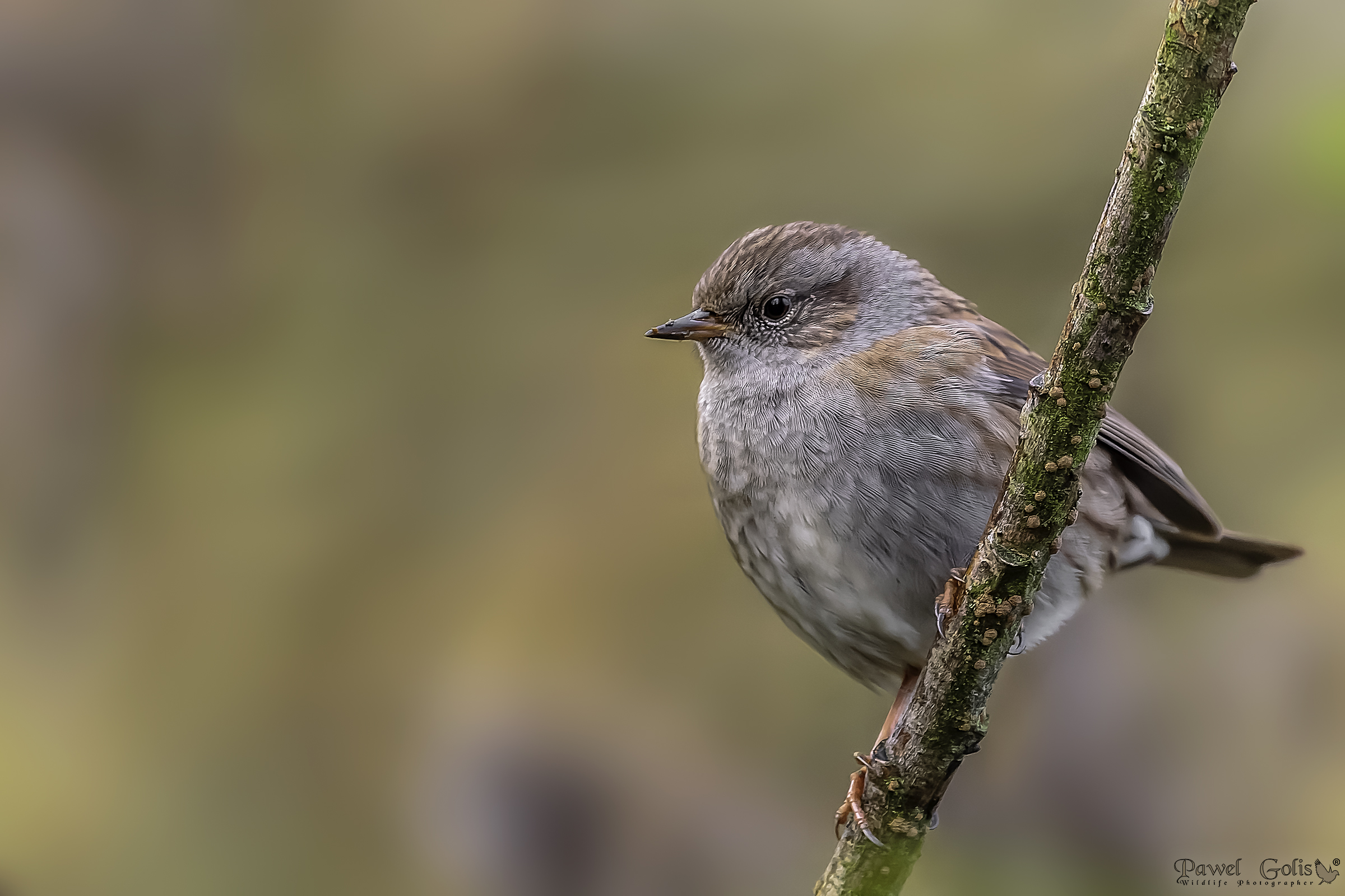 Dunnock (Prunella modularis)