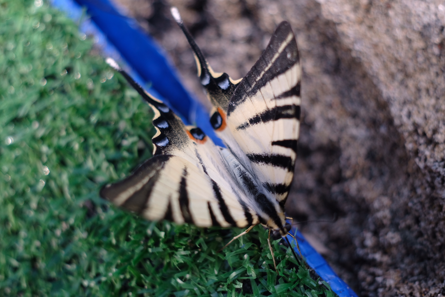 Sorpresa inaspettata