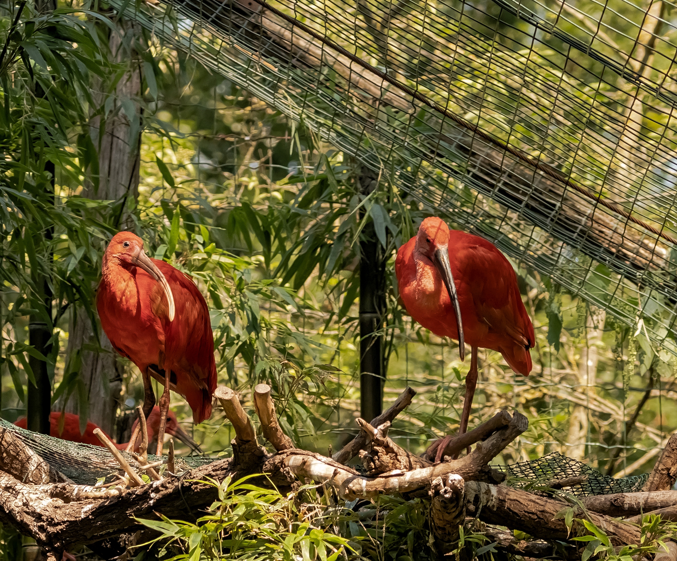 2 Ibis Sacro Rosso 12/08/2021 Oasi Sant'Alessio (PV)