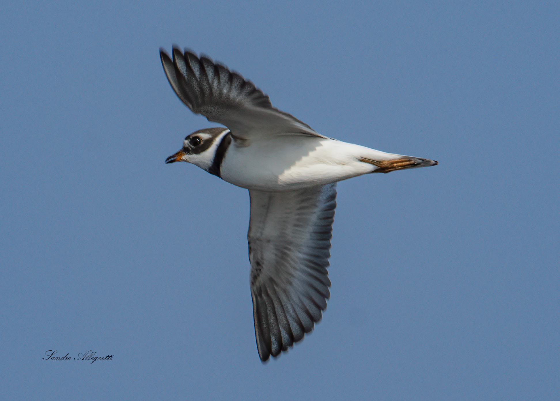 The Big Courier (Charadrius hiaticula)