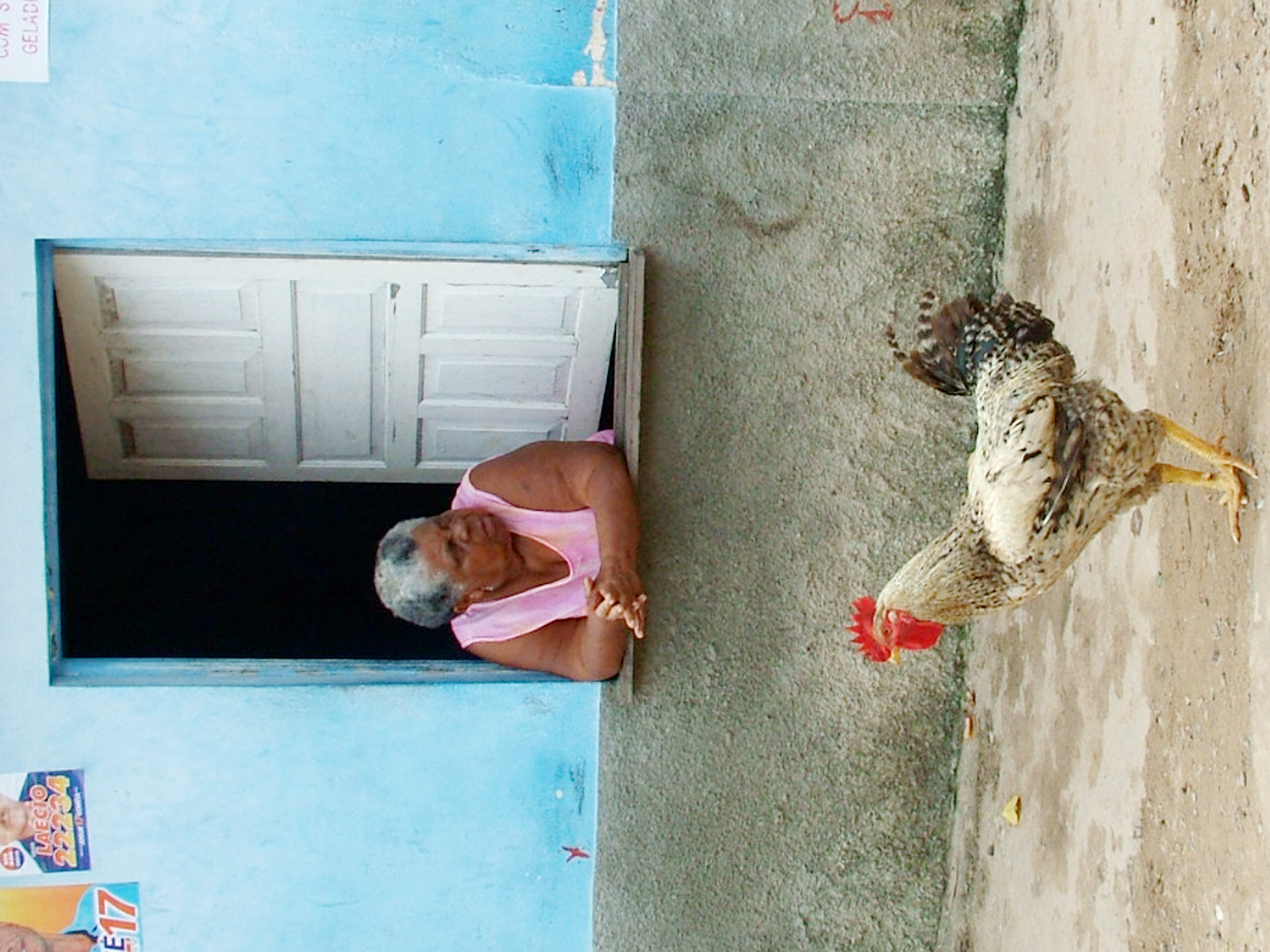 Vita dura per il gallo