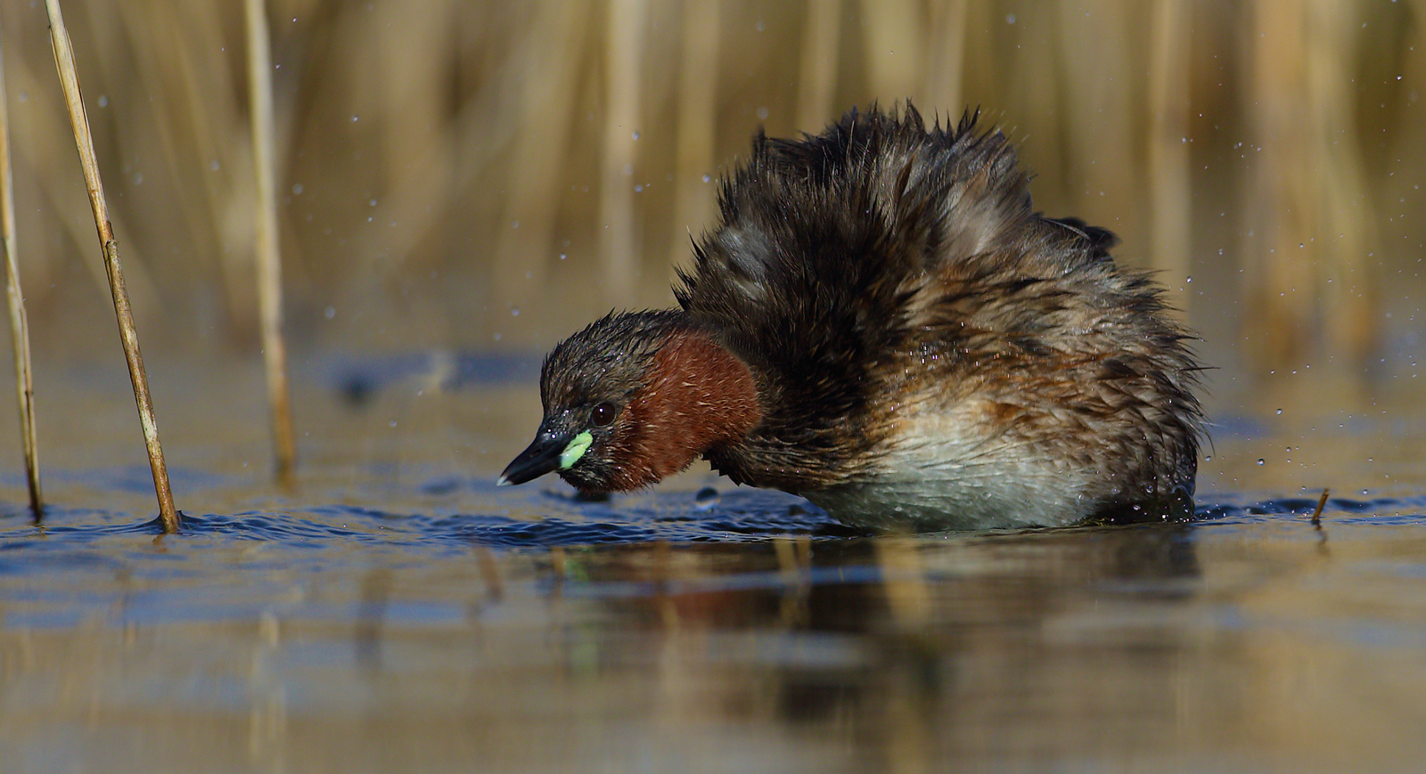 L'attacco del tuffetto