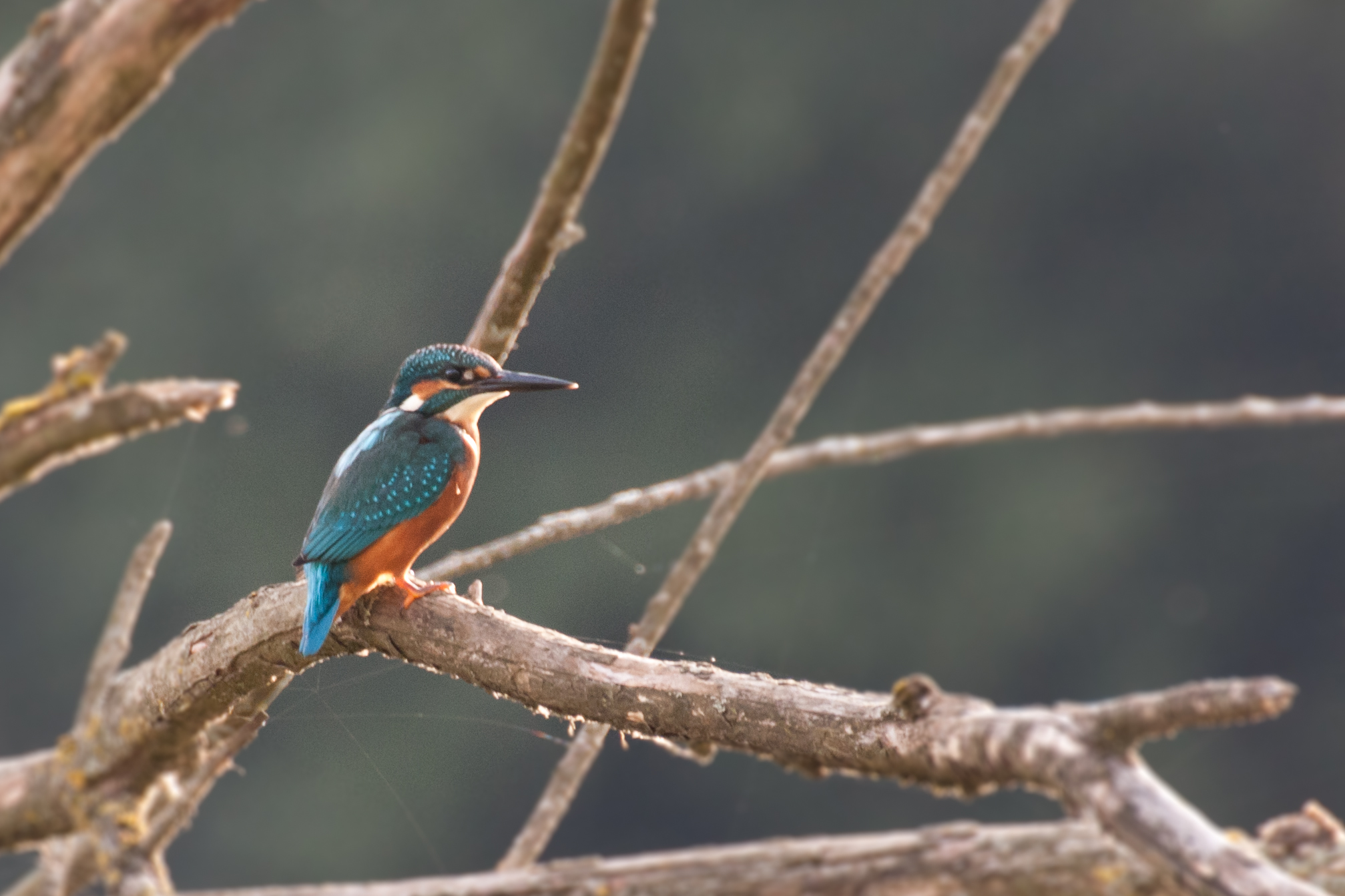 Kingfisher.