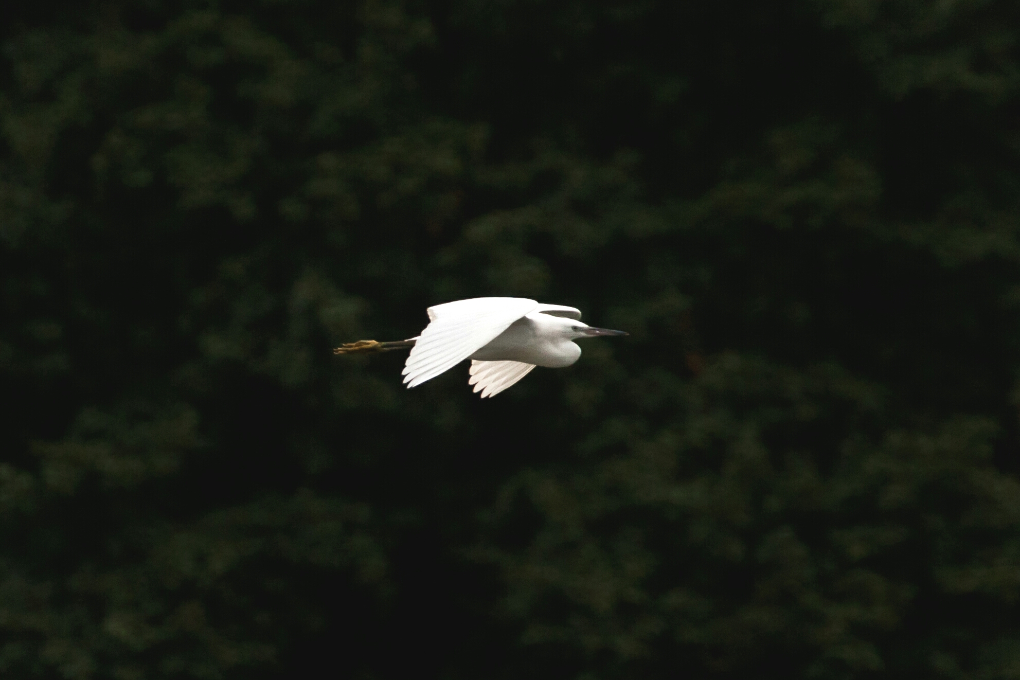 Egret in flight