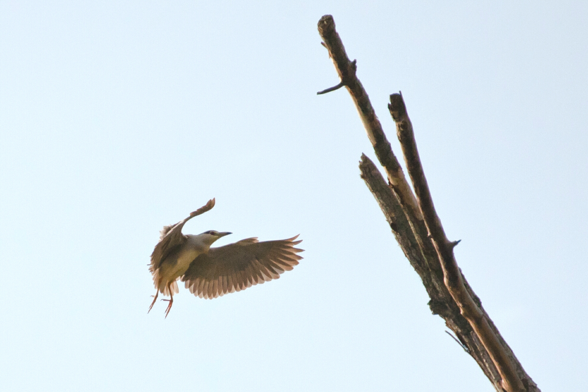 Nitticora landing