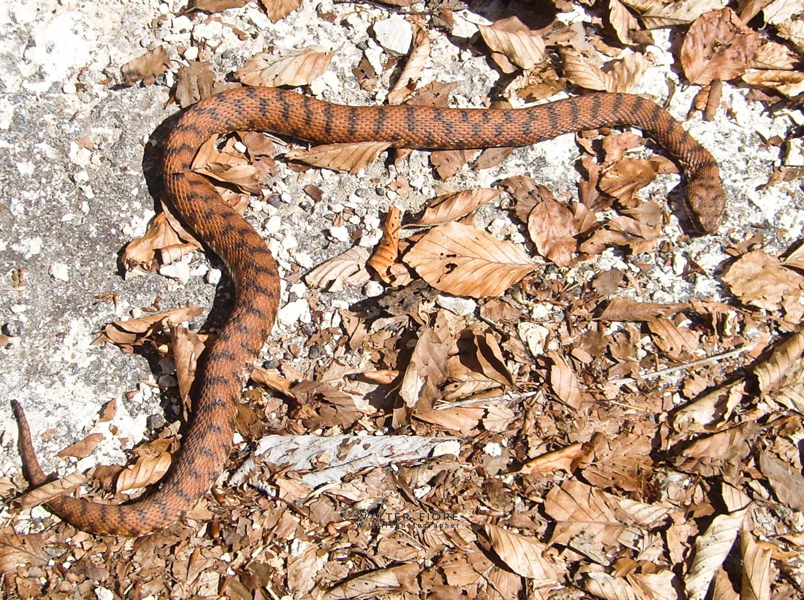 Vipera Aspis
