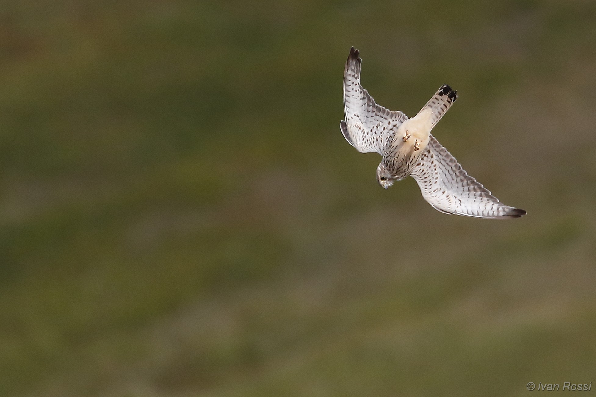 Gheppio in picchiata