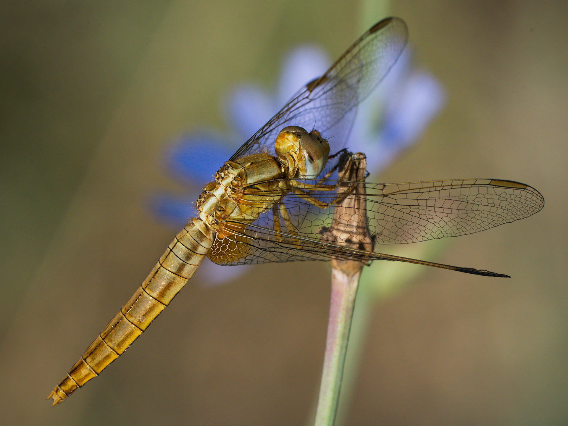 Crocothemis erythraea (female)