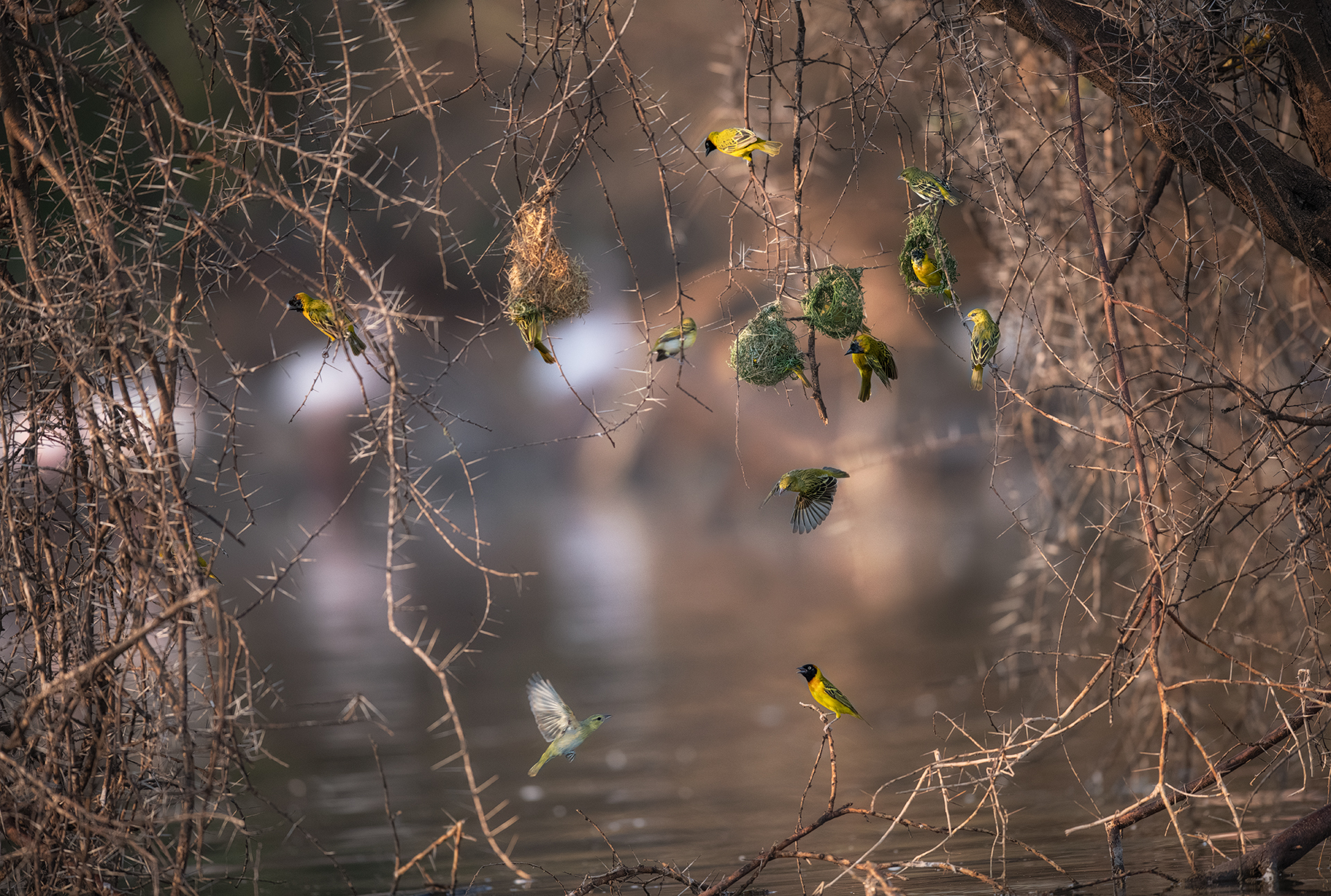 Tessitori mascherati (Ploceus velatus Vieillot)