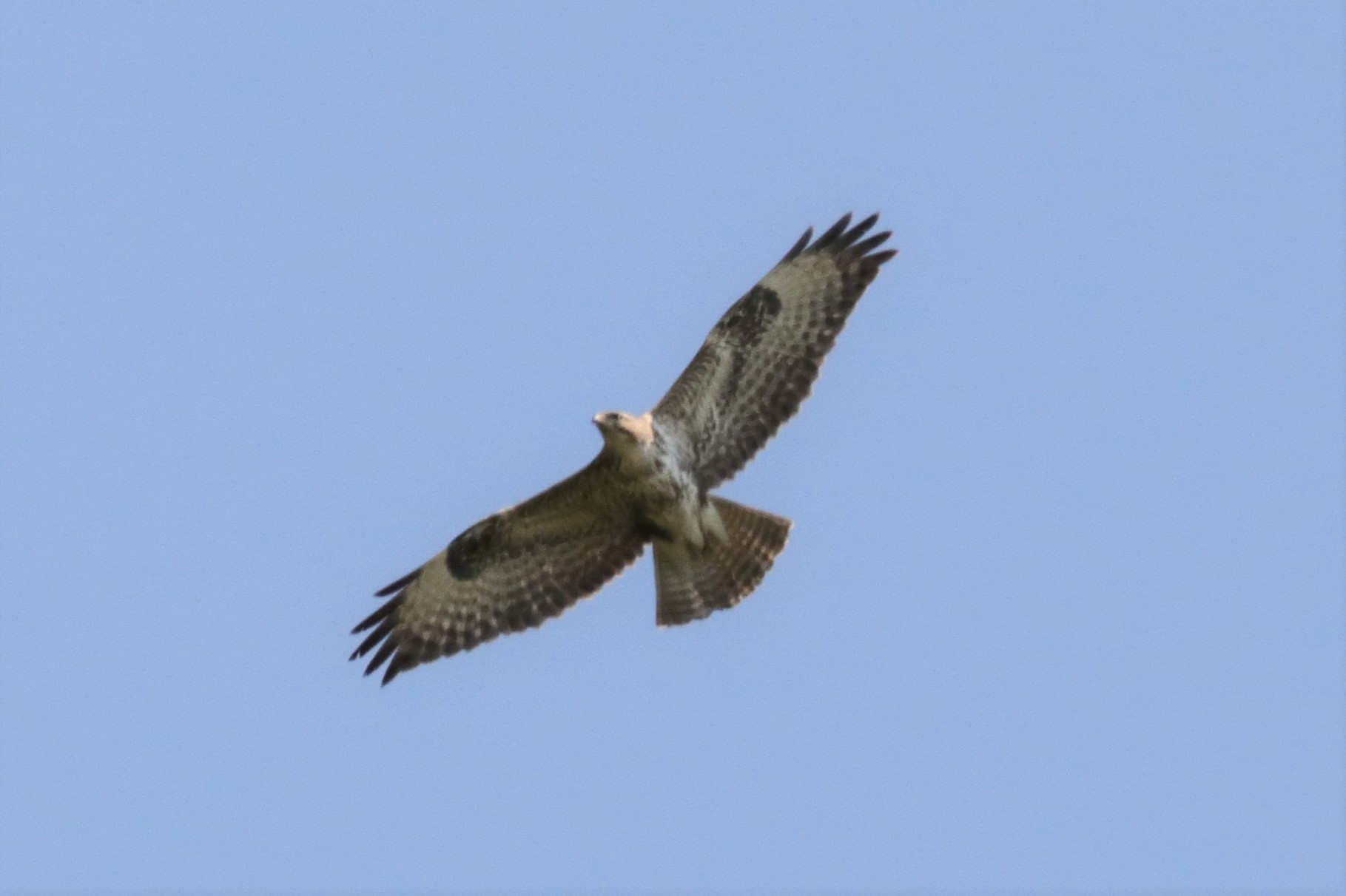 buzzard