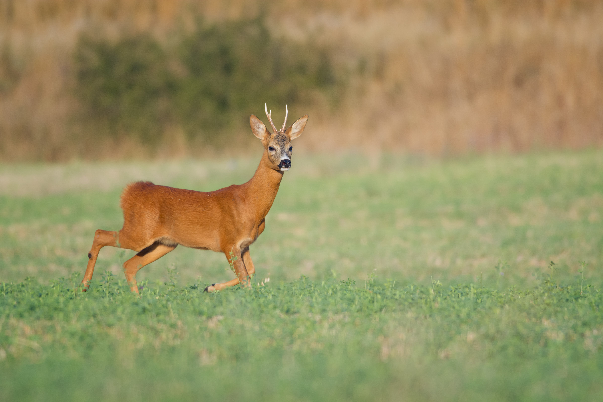 I seem to have seen an intruder