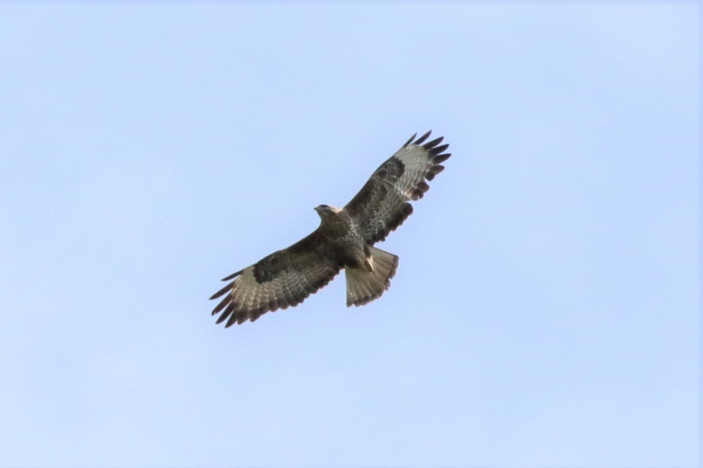 Buzzard