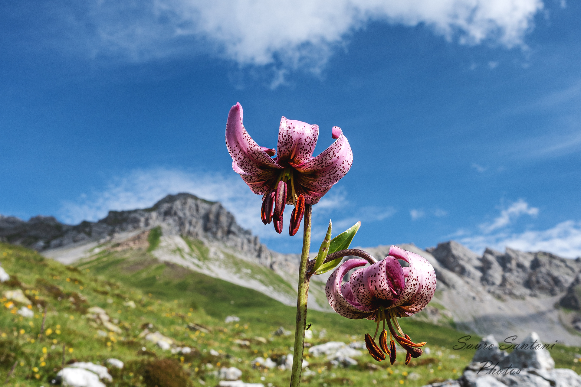 Lily martagone Passo San Pellegrino