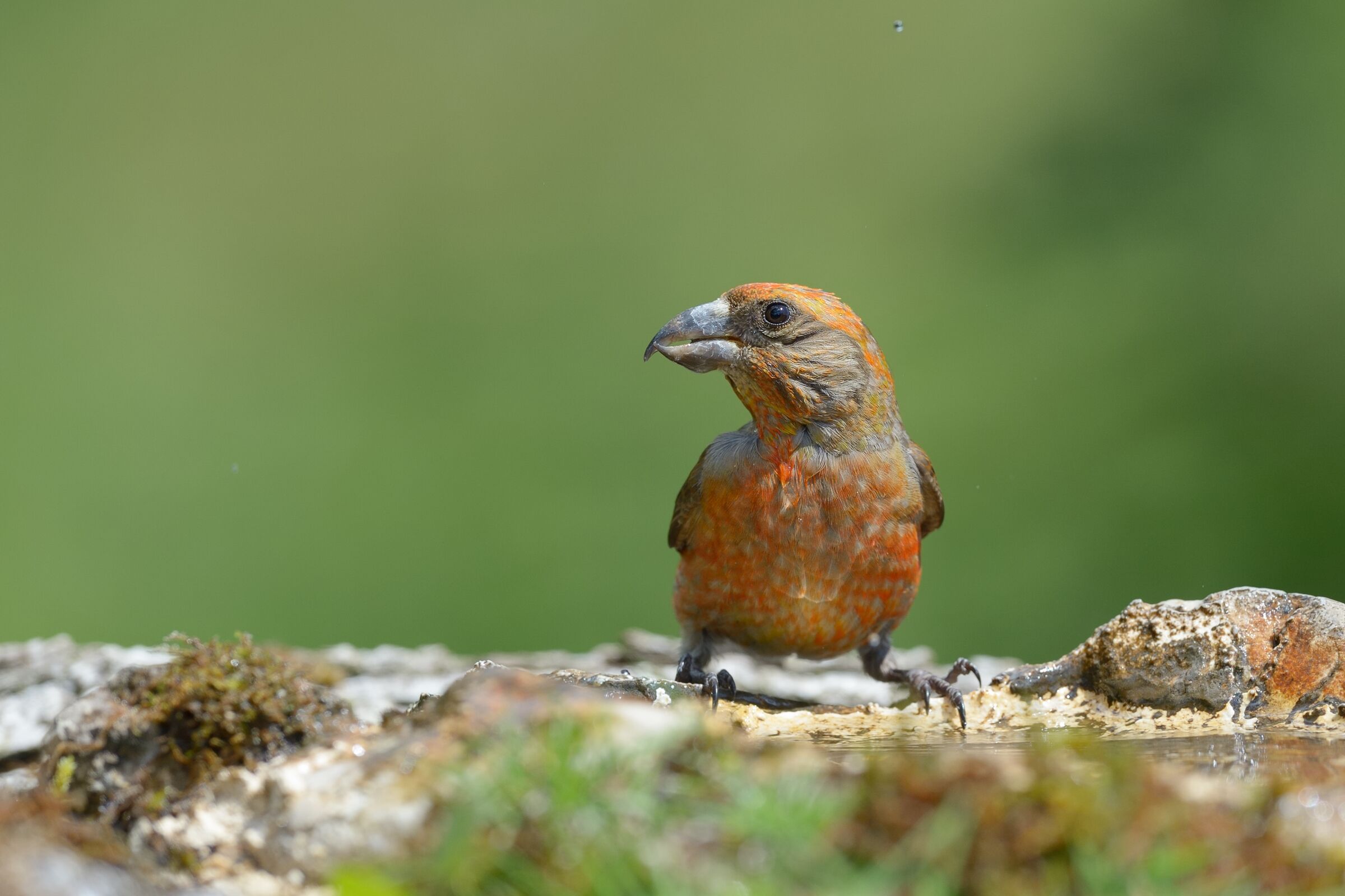 Crociere (Loxia curvirostra)