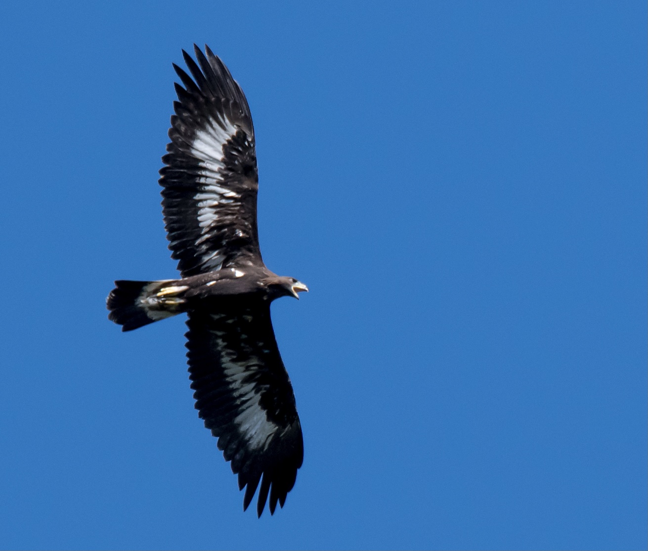 " Piccolo" by Aquila Reale