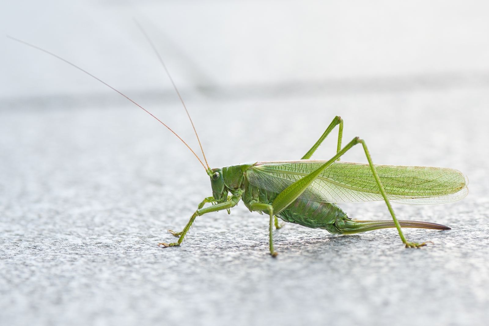 Tettigonia viridissima