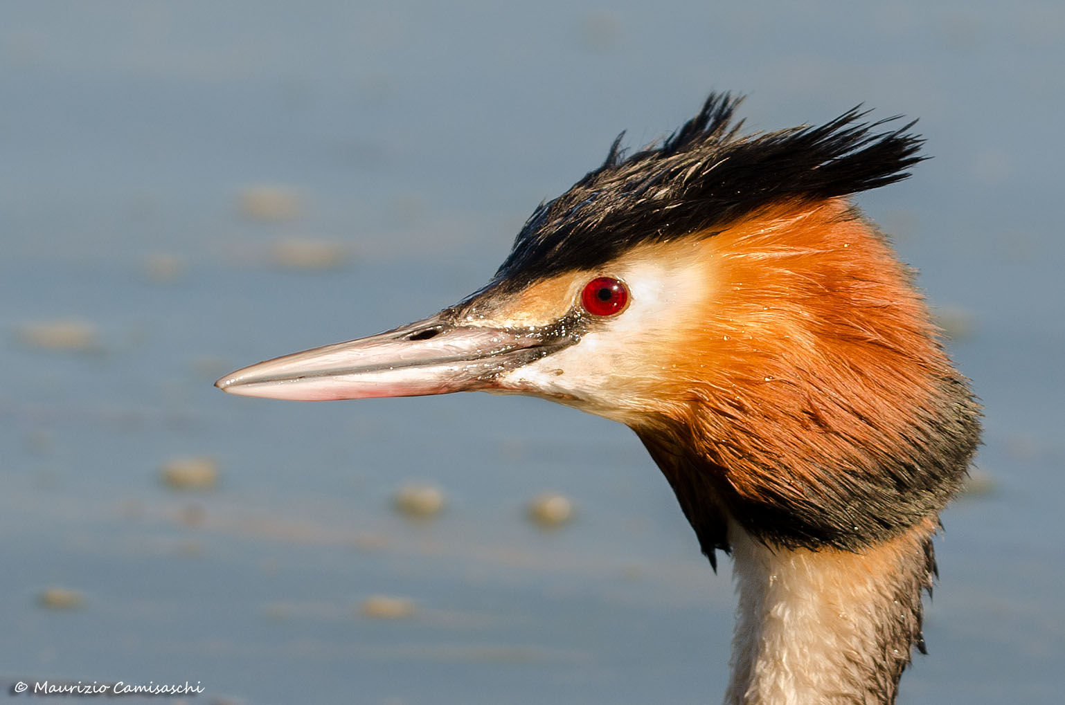 Great Crested Grebe - Portrait