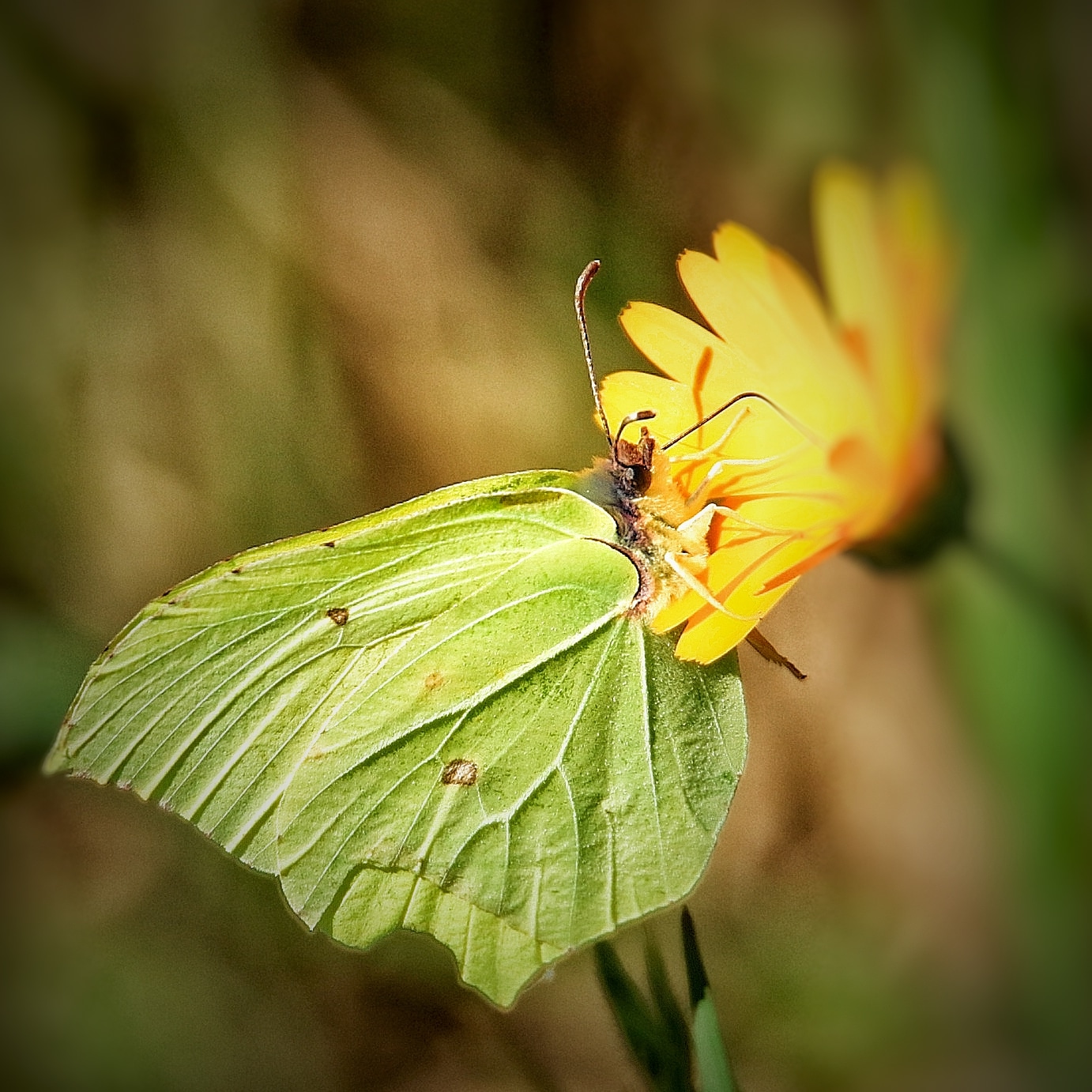 Gonepteryx rhamni