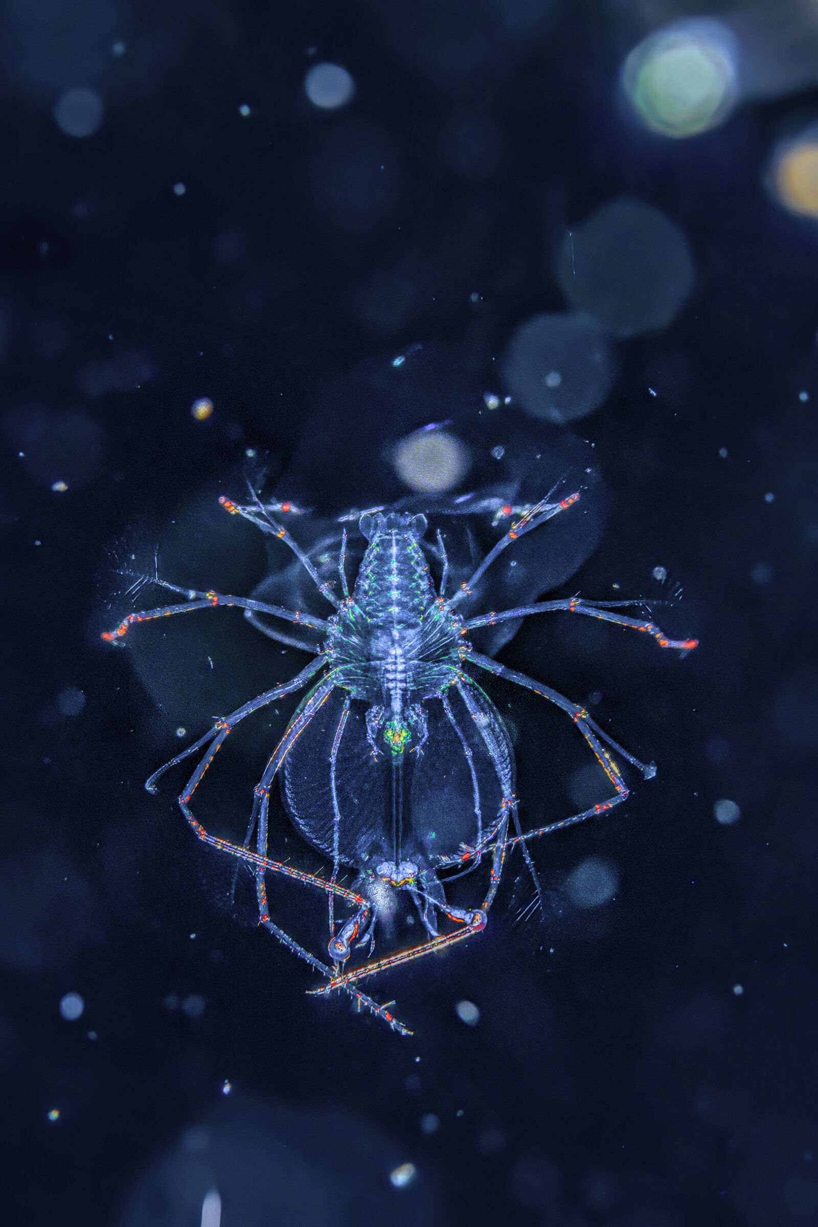 aragosta in fase larvale