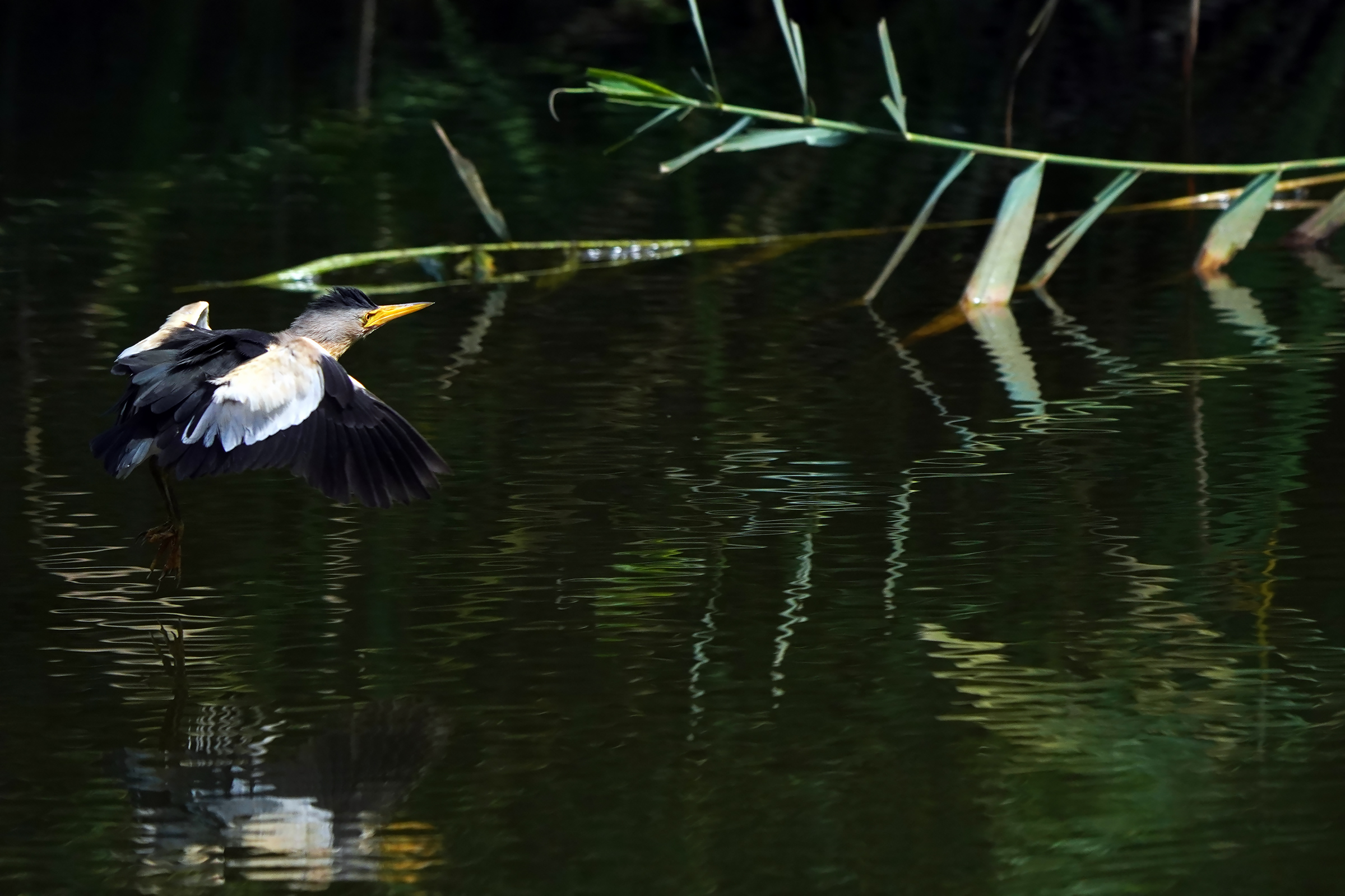 the flight of the male