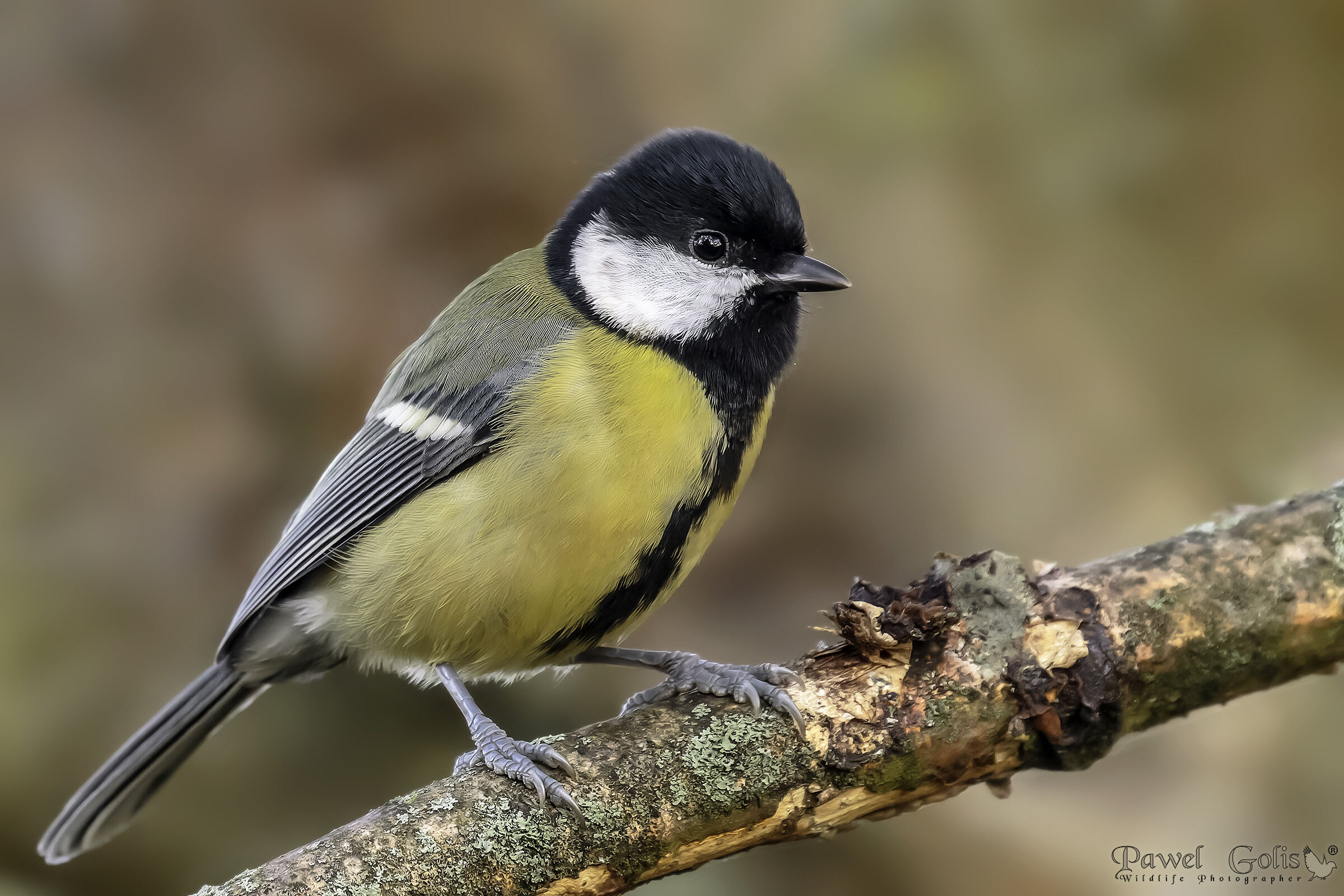 La grande tetta (Parus major)
