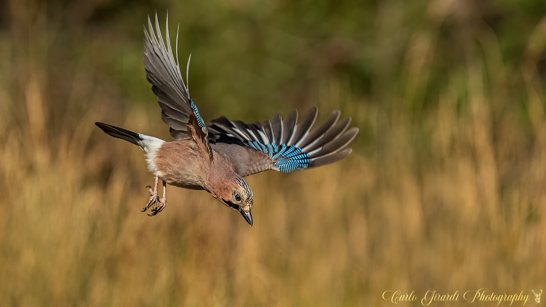 The Jay's Dive