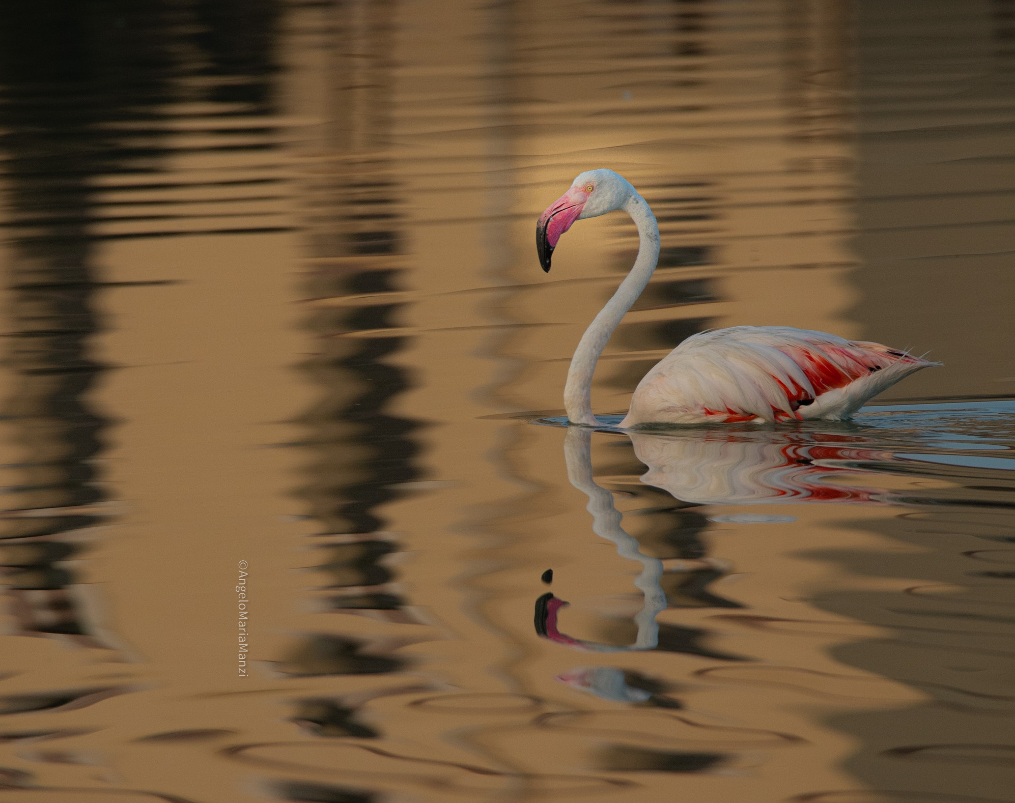 Pink flamingo pond of Molentargius Cagliari