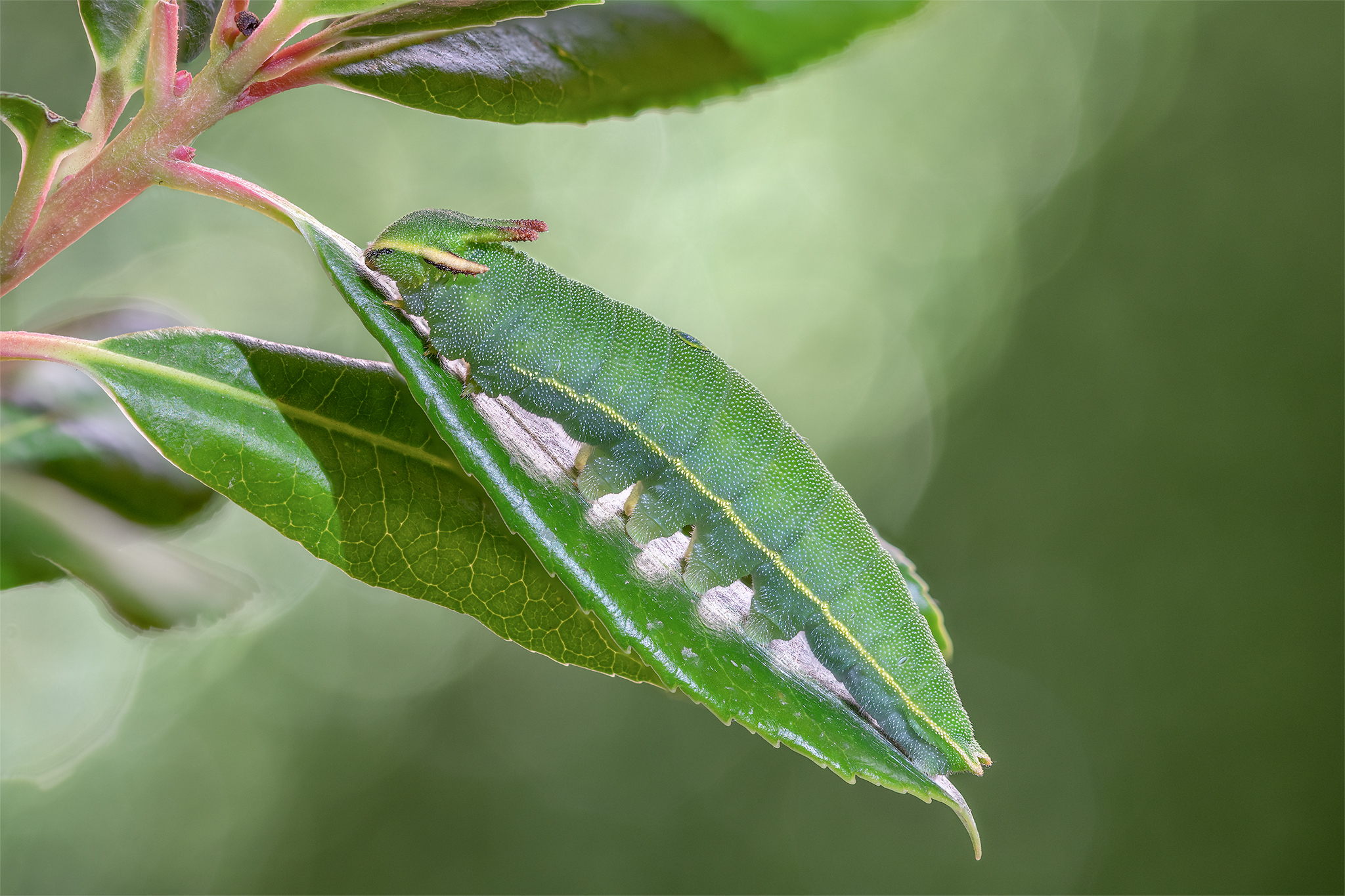 Charaxes jasius caterpillar