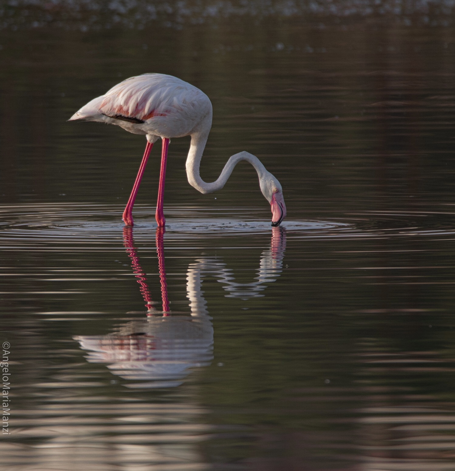 Pink flamingo Cagliari molentargius pond
