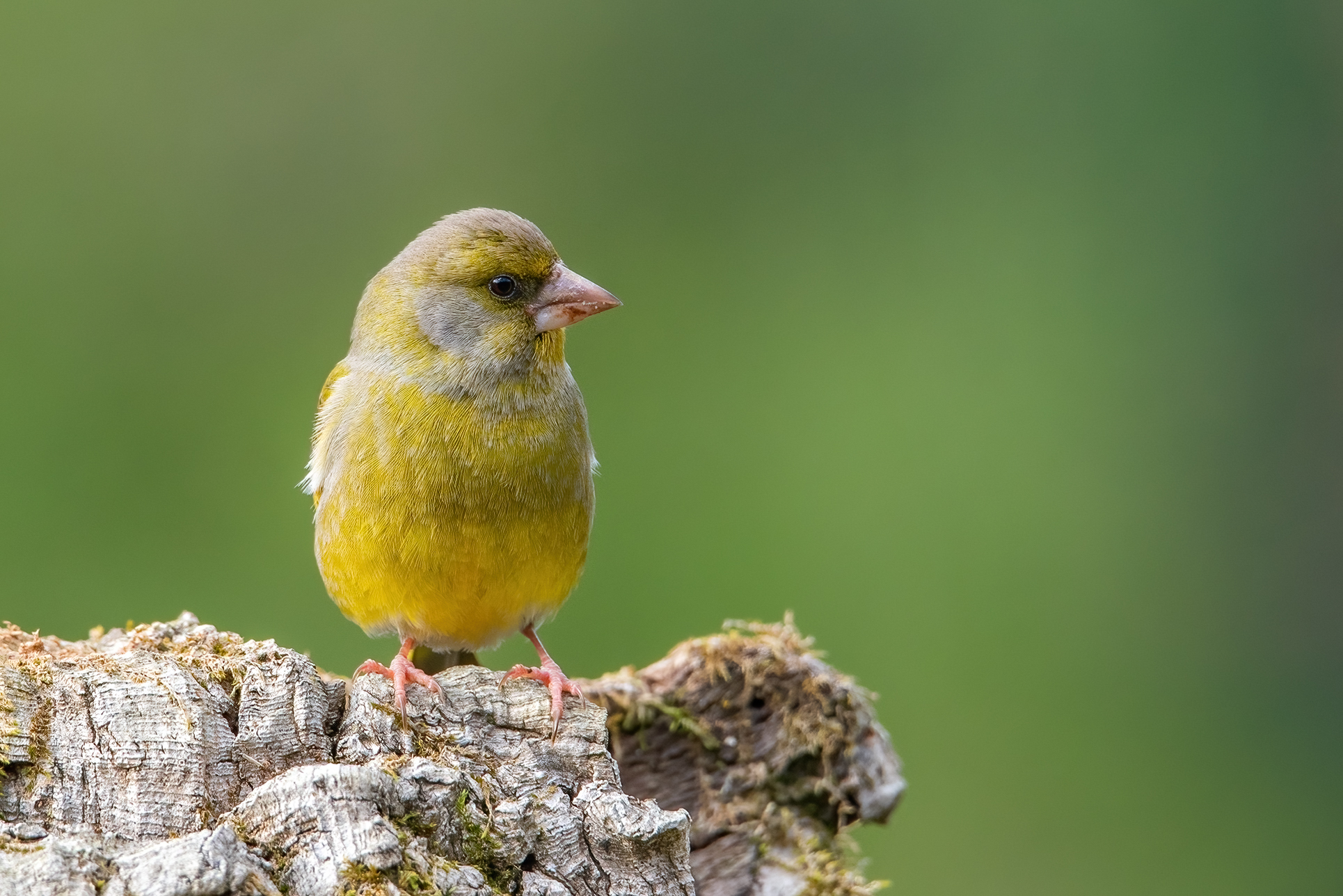 Greenfinch