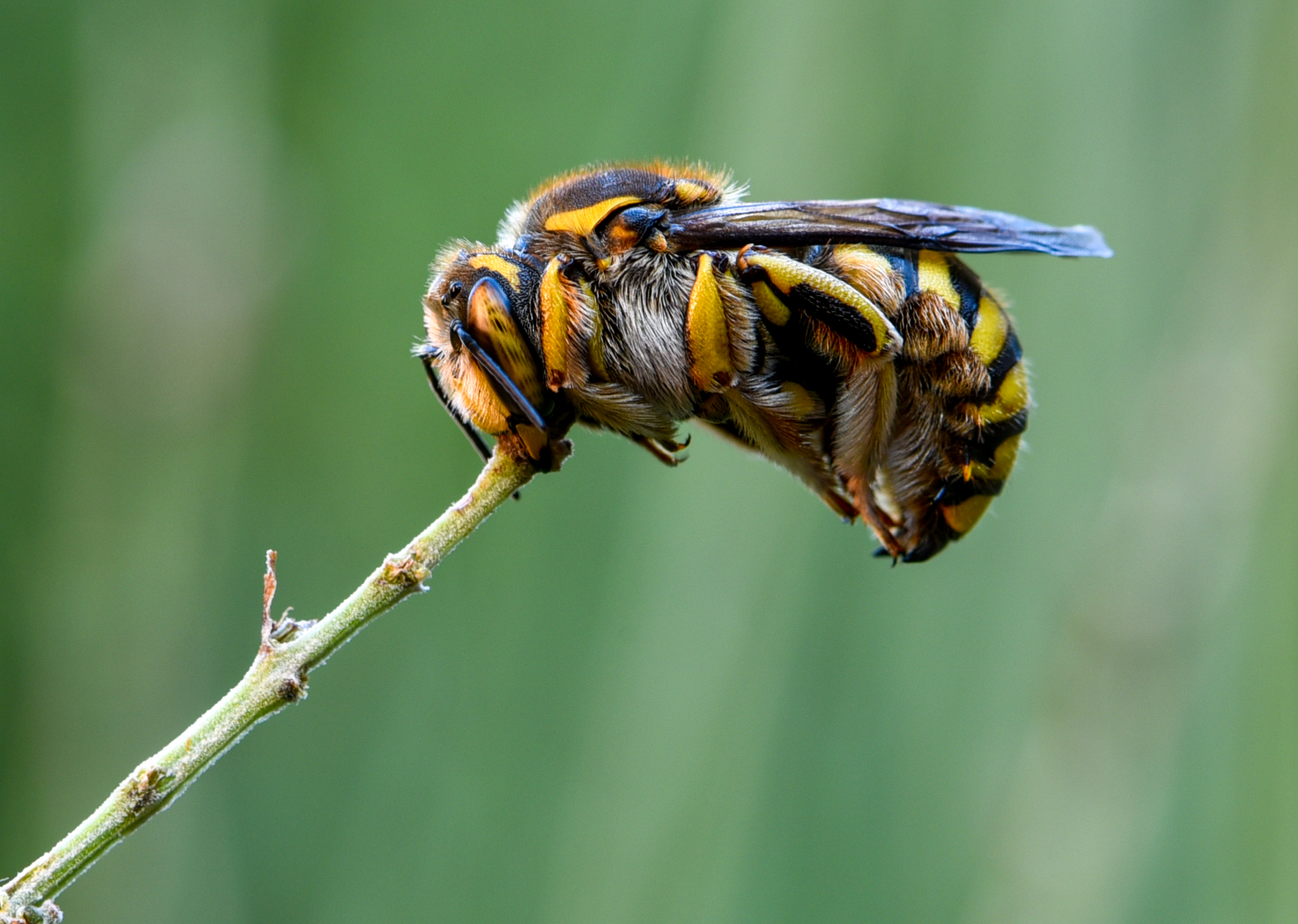 The rest of the warrior