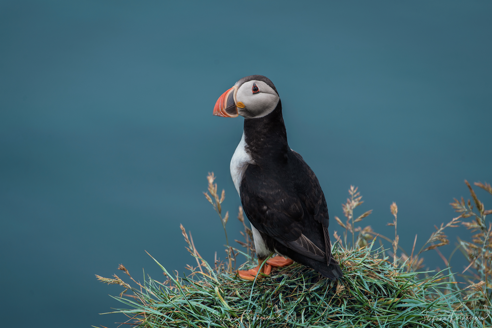 Il Primo Puffin di Mykines