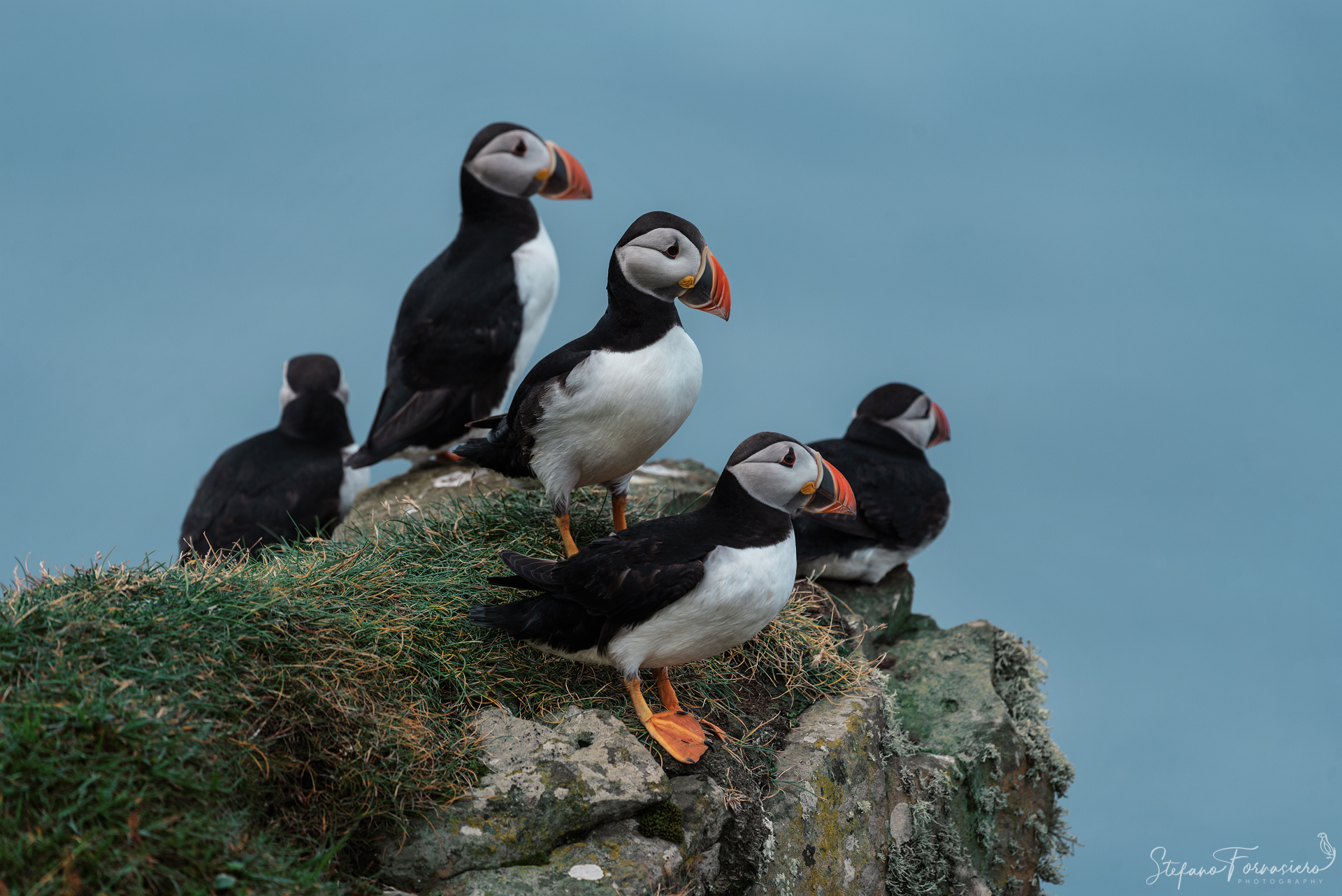 Puffins