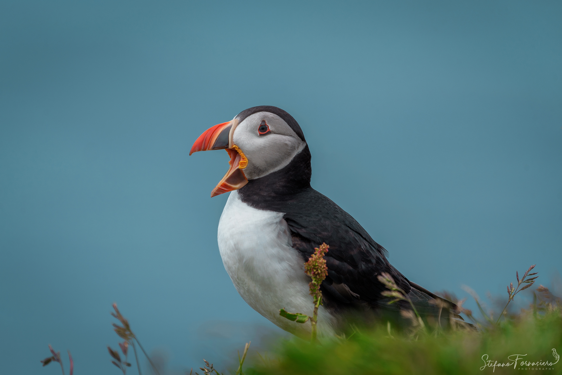 Angry Puffin