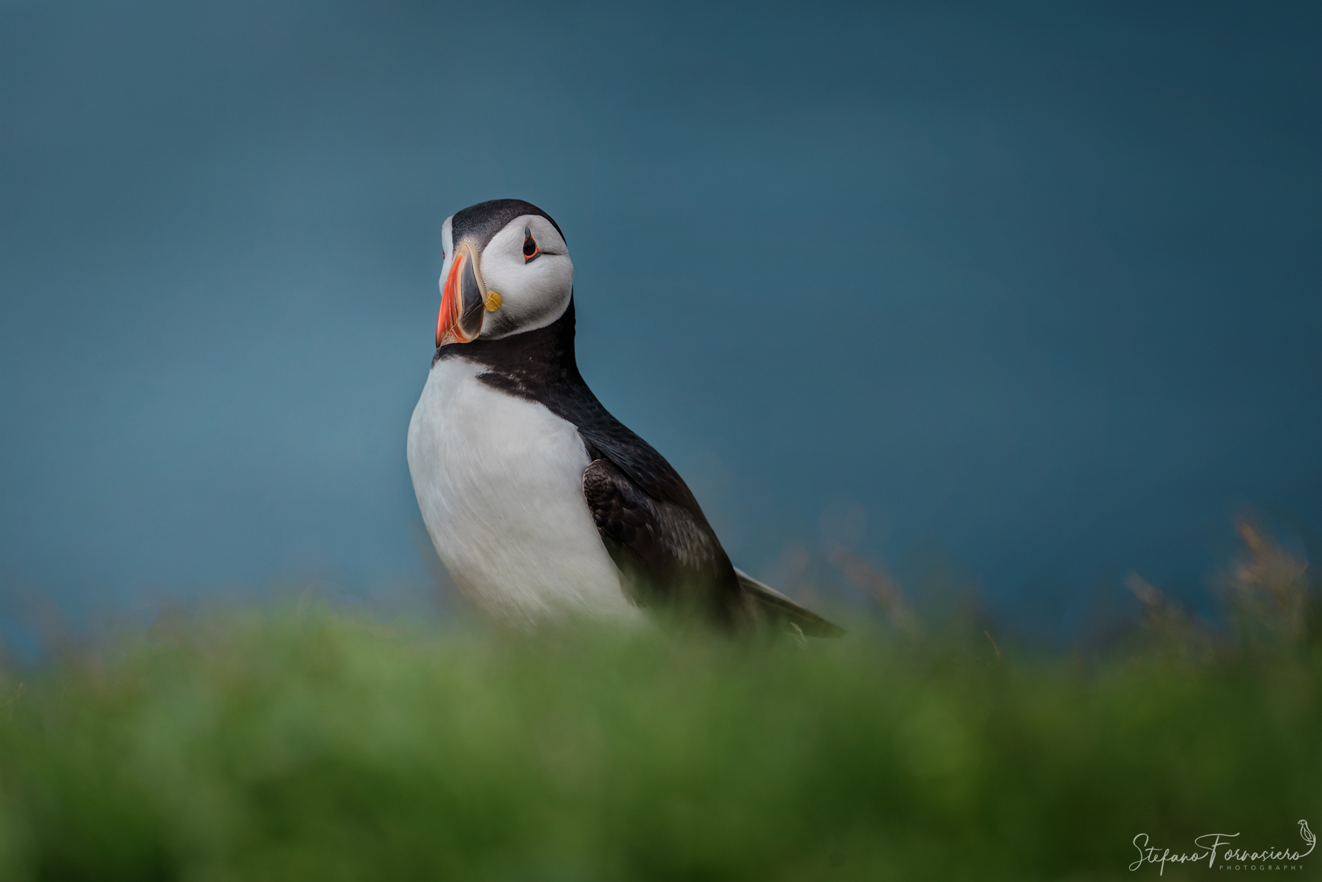 Puffin.. Again