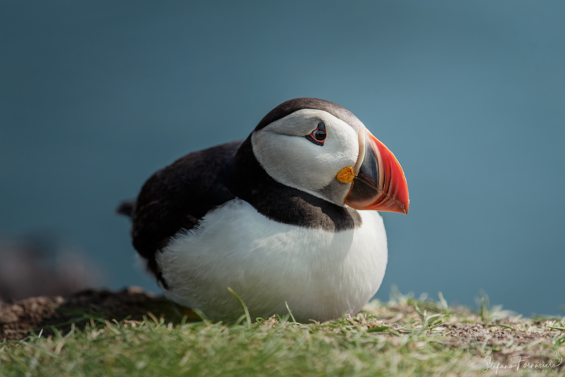 Round Puffin