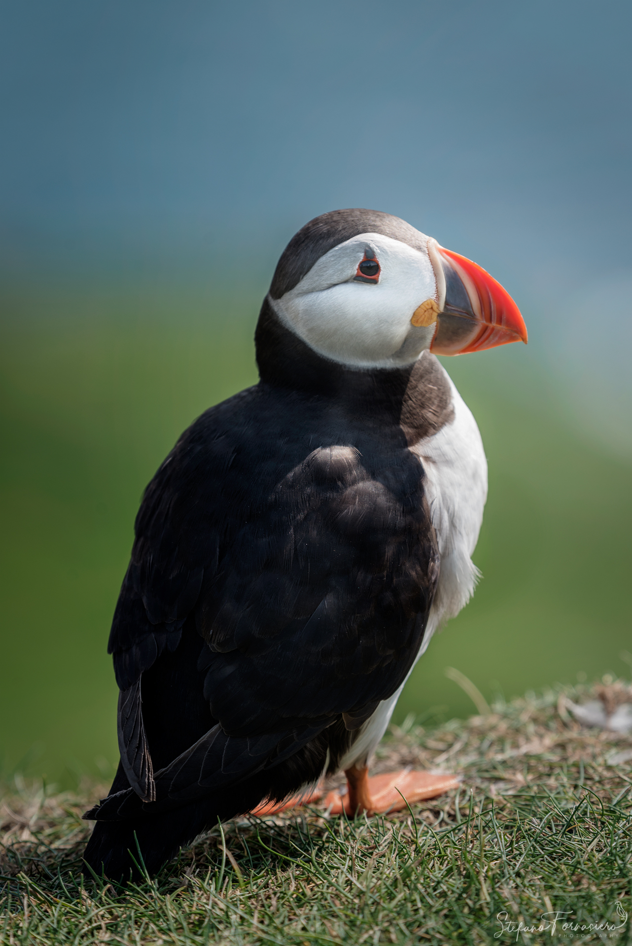 The Last Puffin