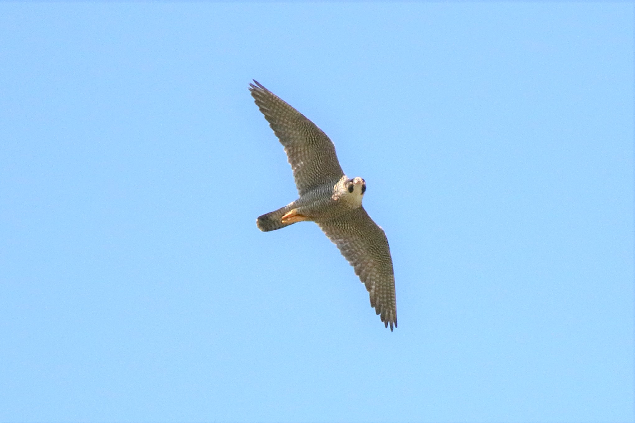 peregrine