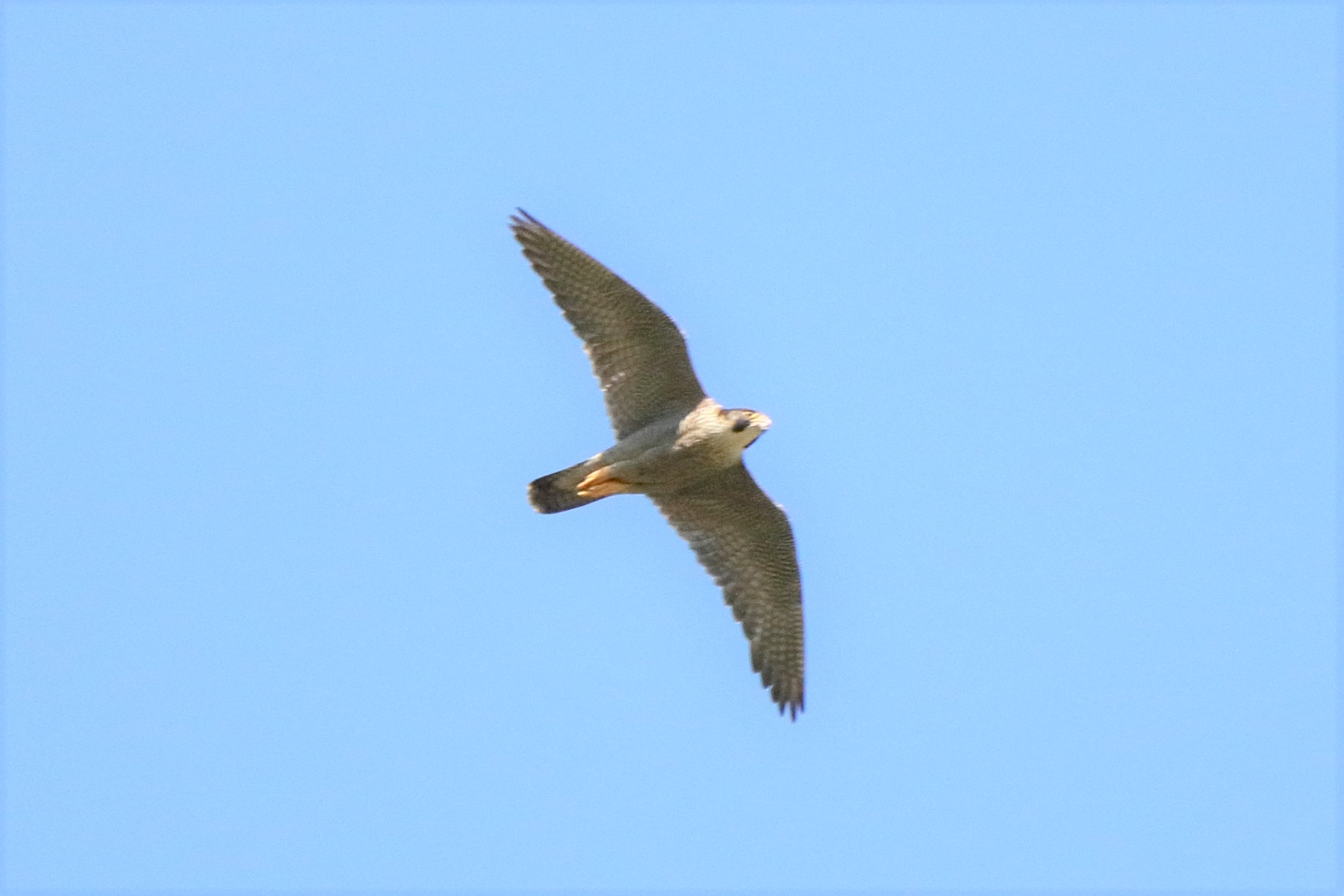 peregrine