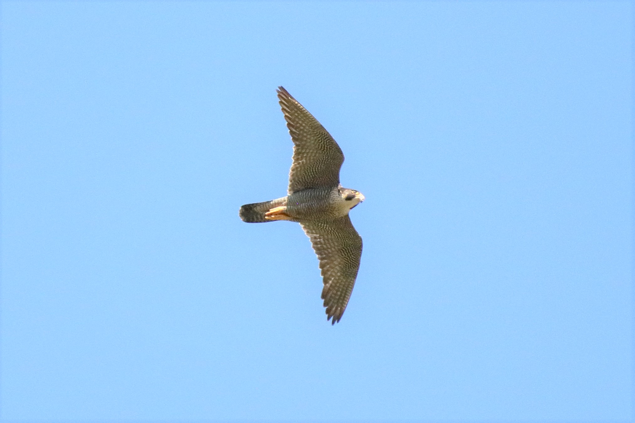 peregrine