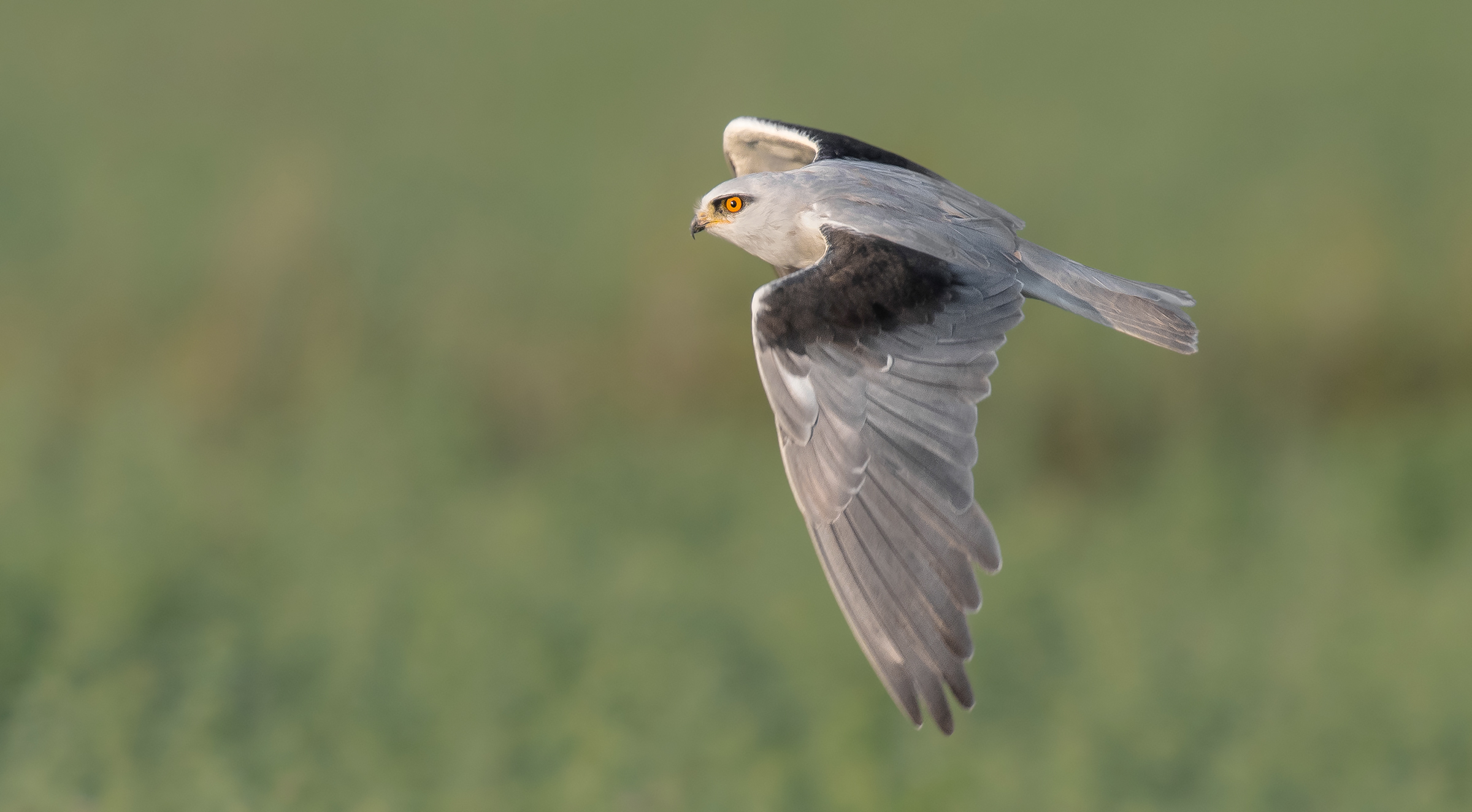 aquilone dalle spalle nere