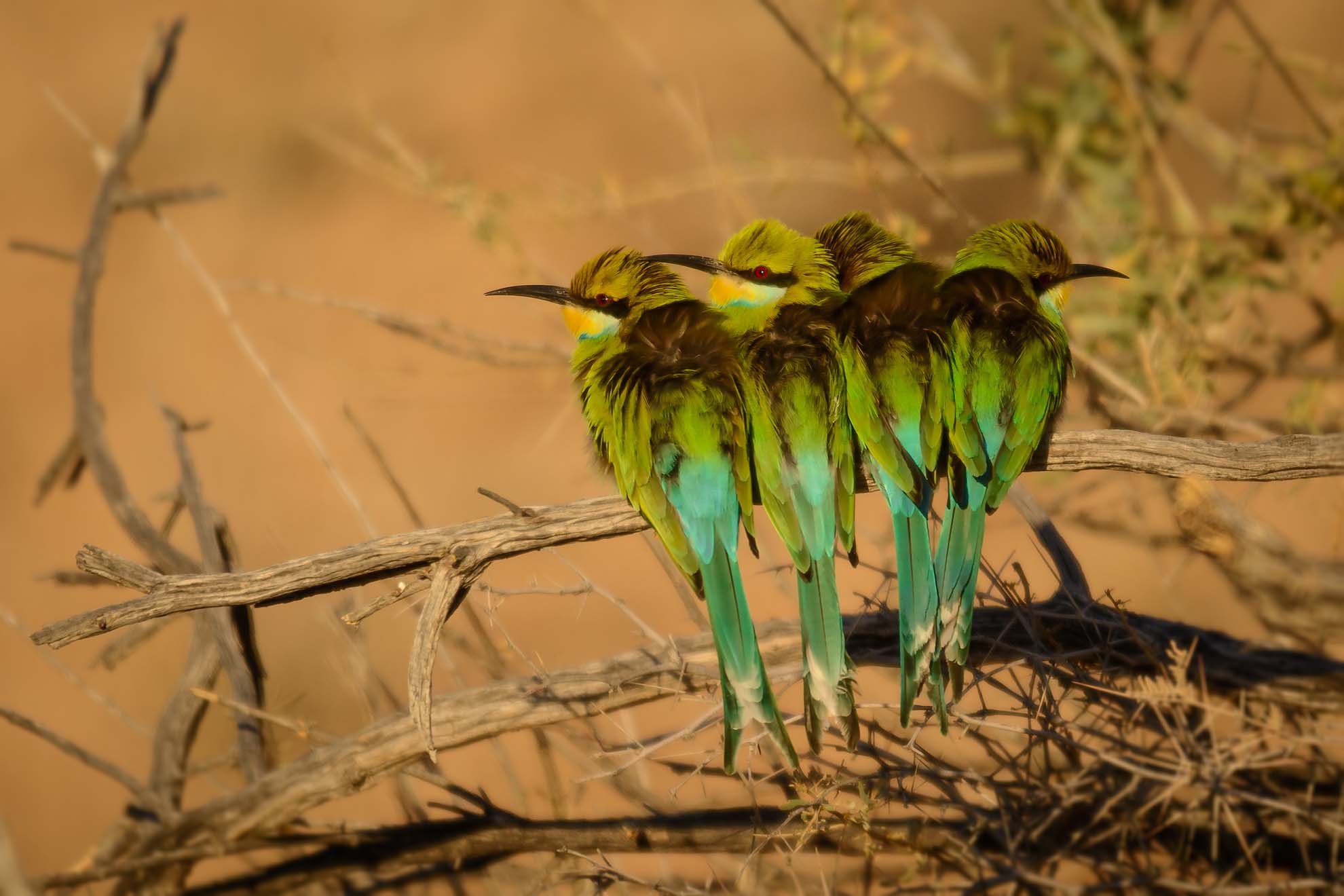 Swallow-tailed Bee-eater