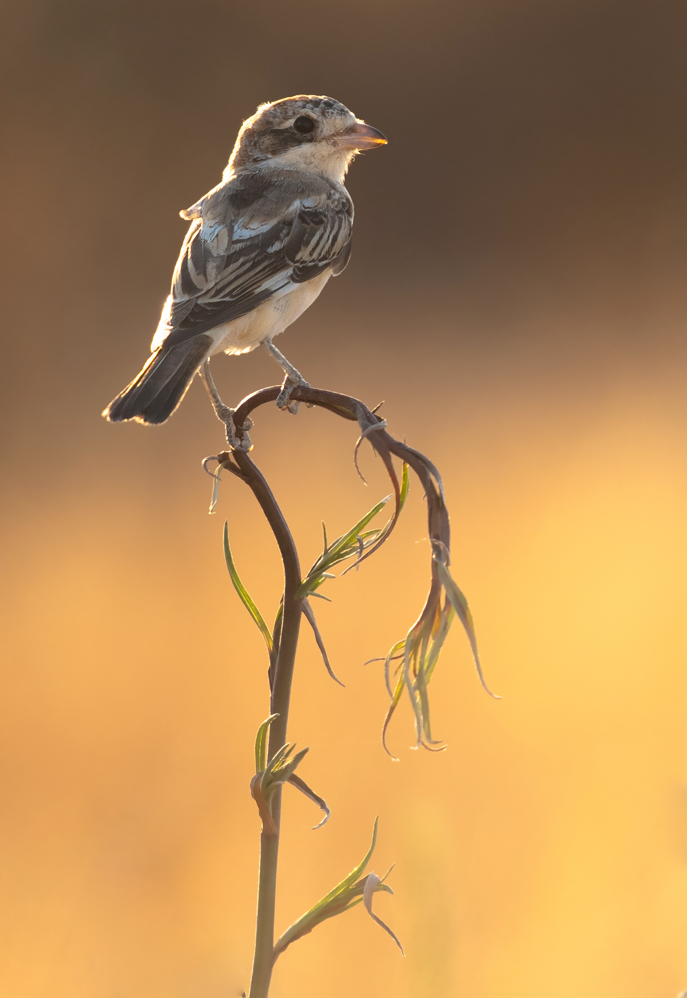 shrike woodchat (juv)