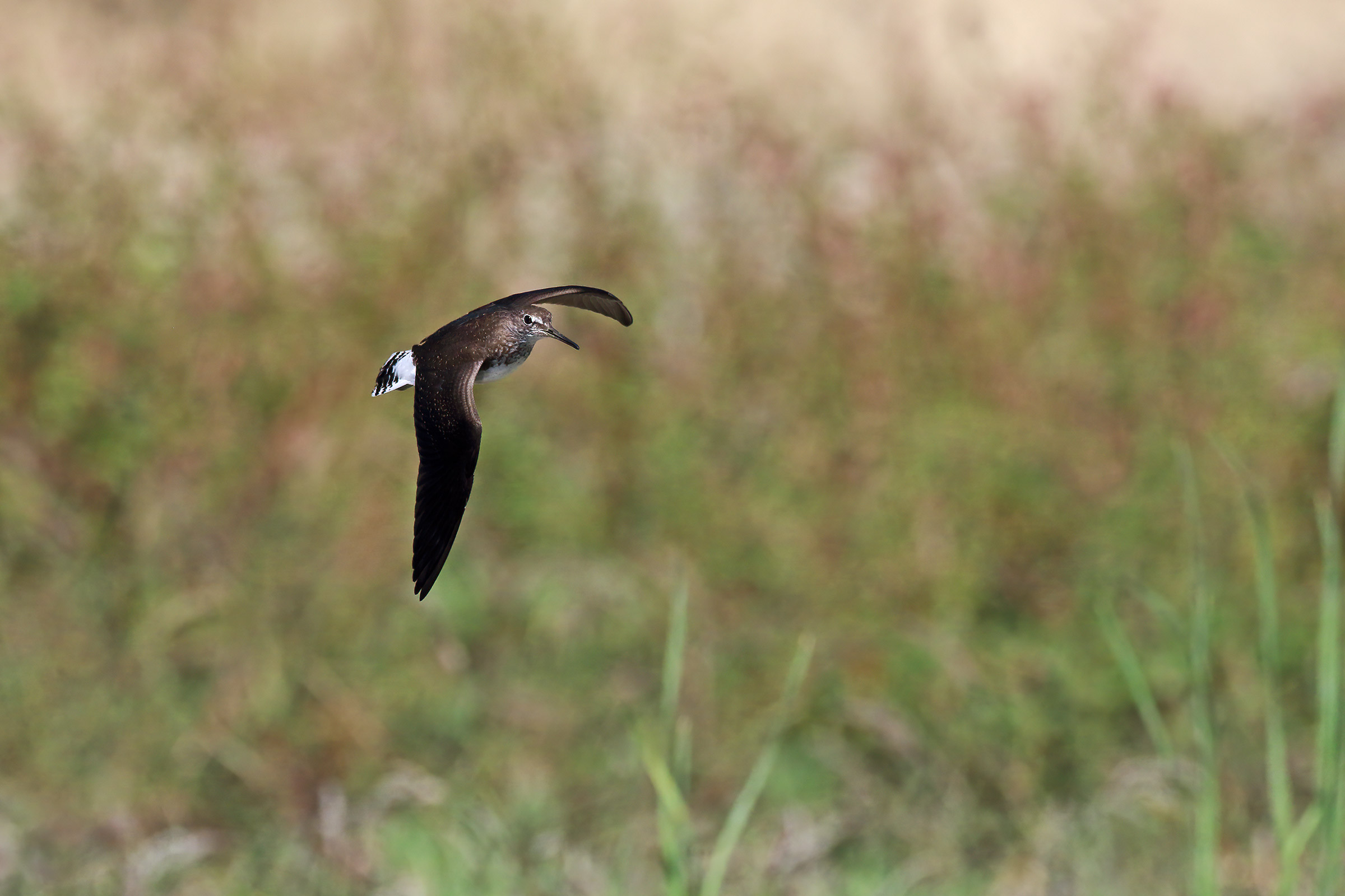 The passage of the sandpier culbianco1