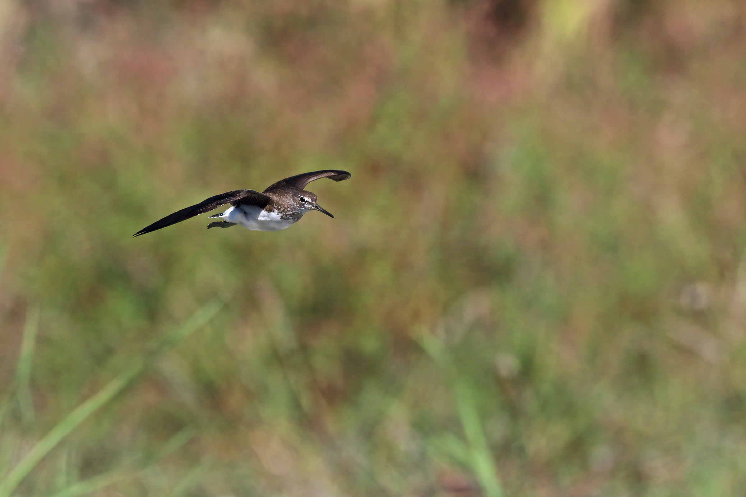 The passage of the sandpier culbianco 4