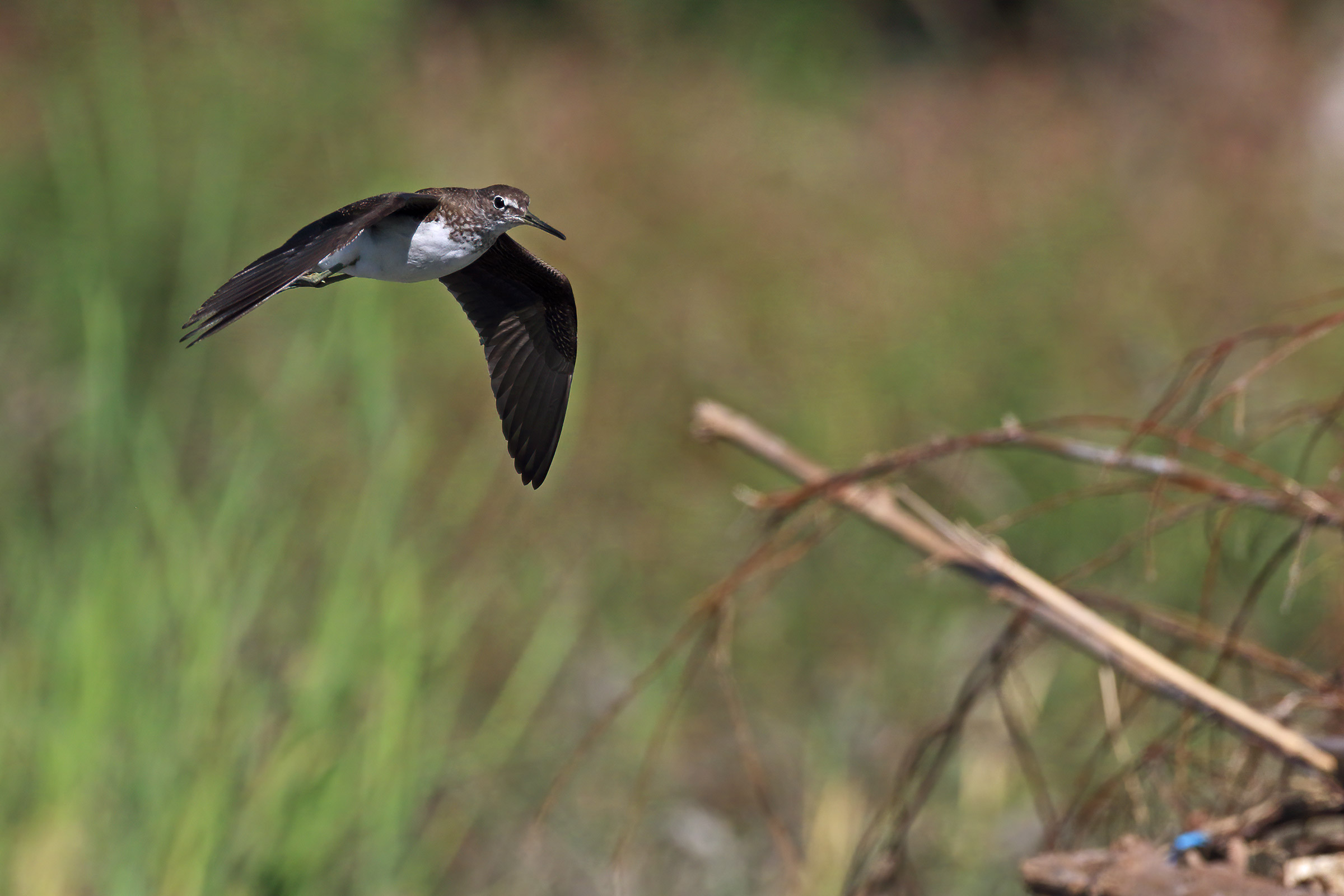 the passage of the sandpier culbianco 5