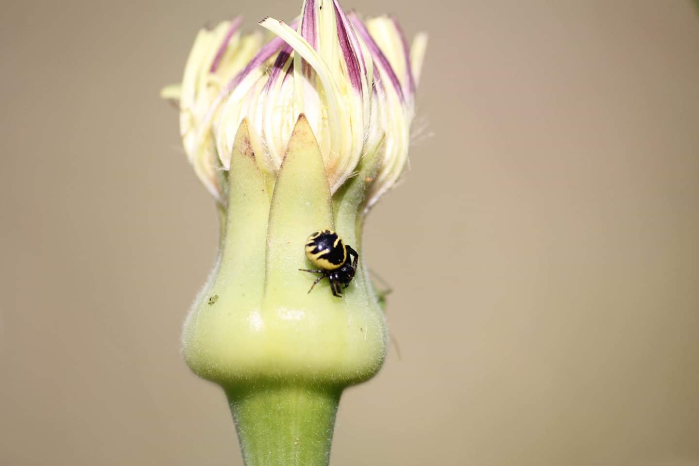 Napoleon Spider